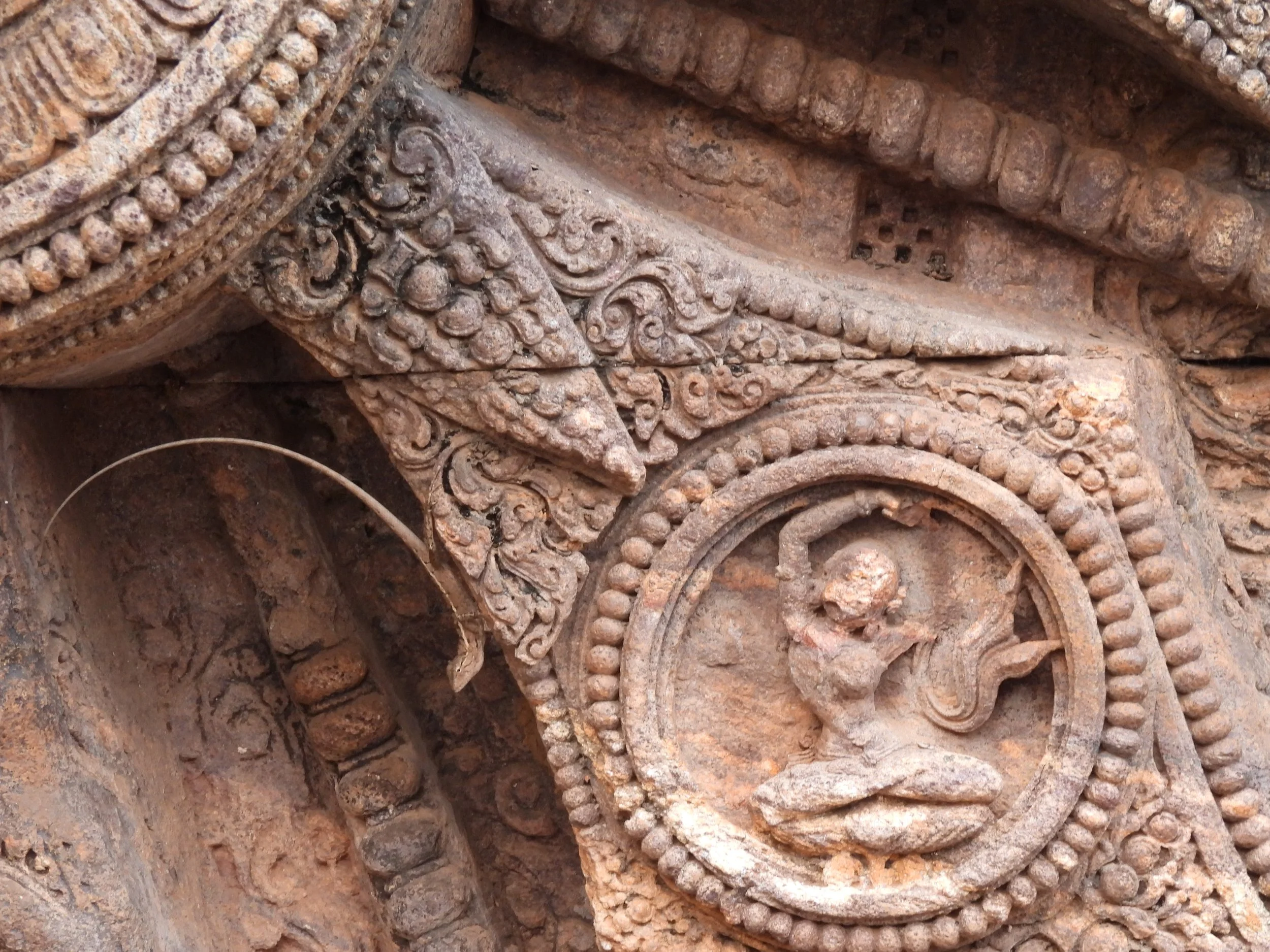 Oriental garden lizard, Konark