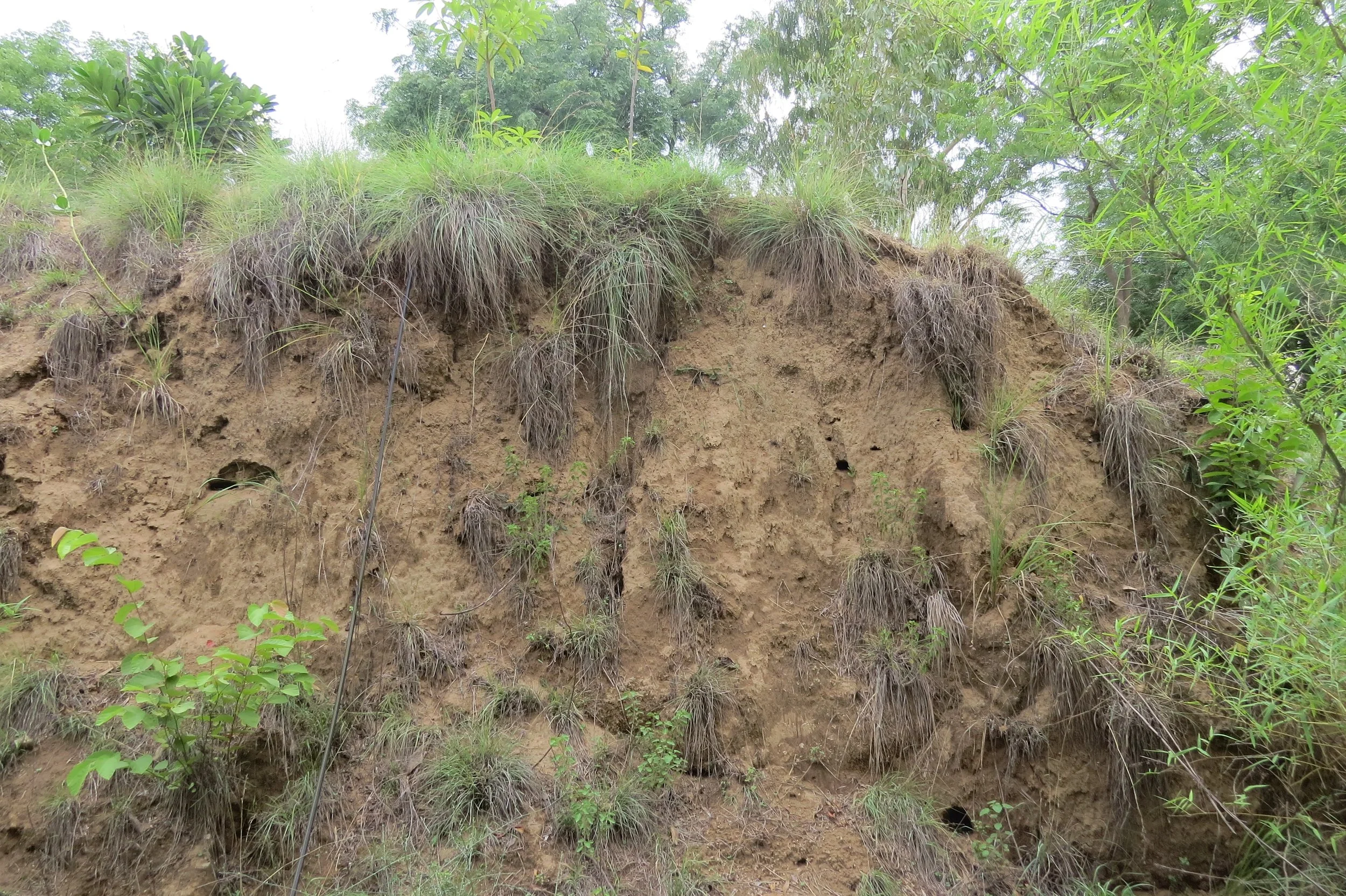 Sandy embankment with cavity nests