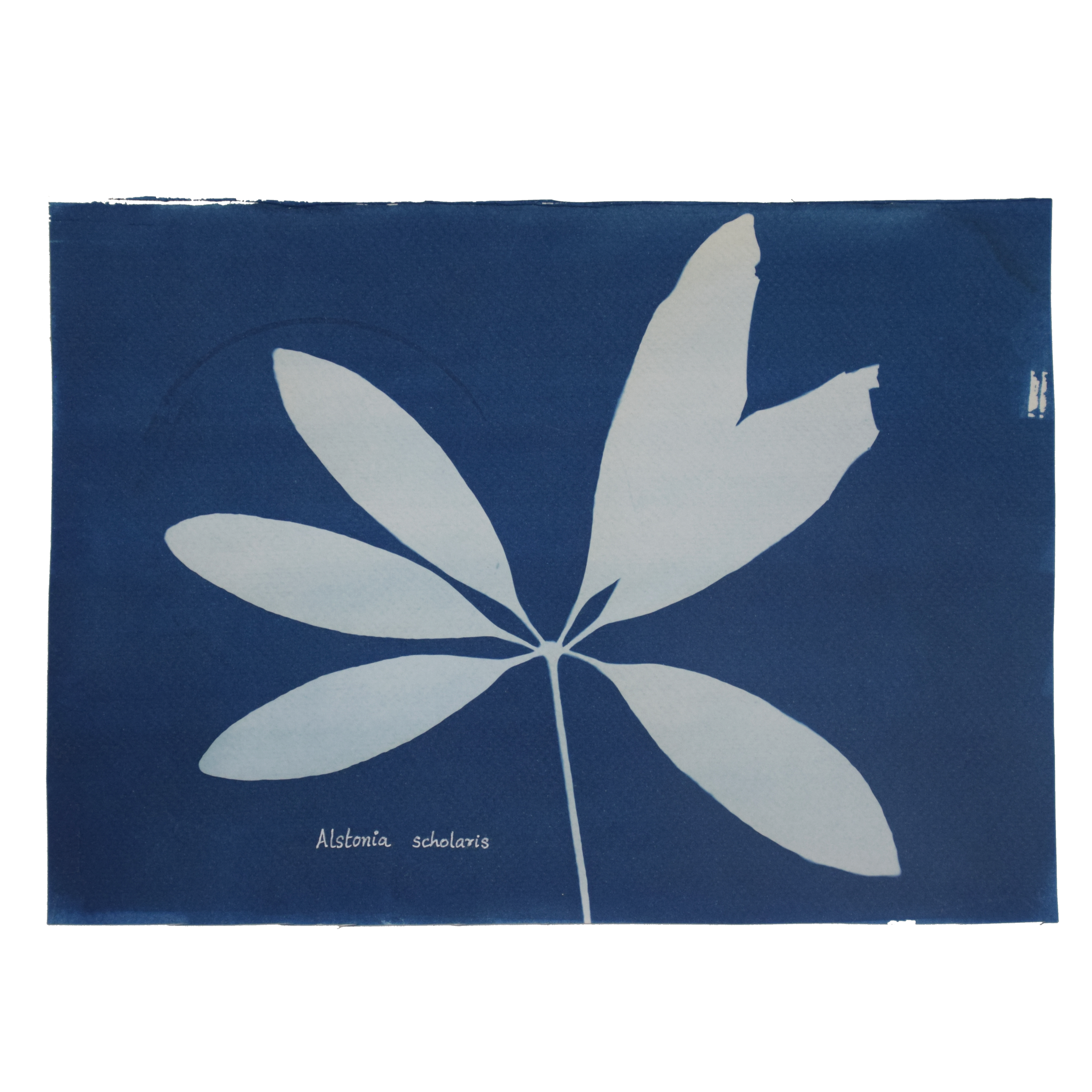 Alstonia scholaris (Blackboard tree) // Leaves simple, whorled, oblong-lanceolate