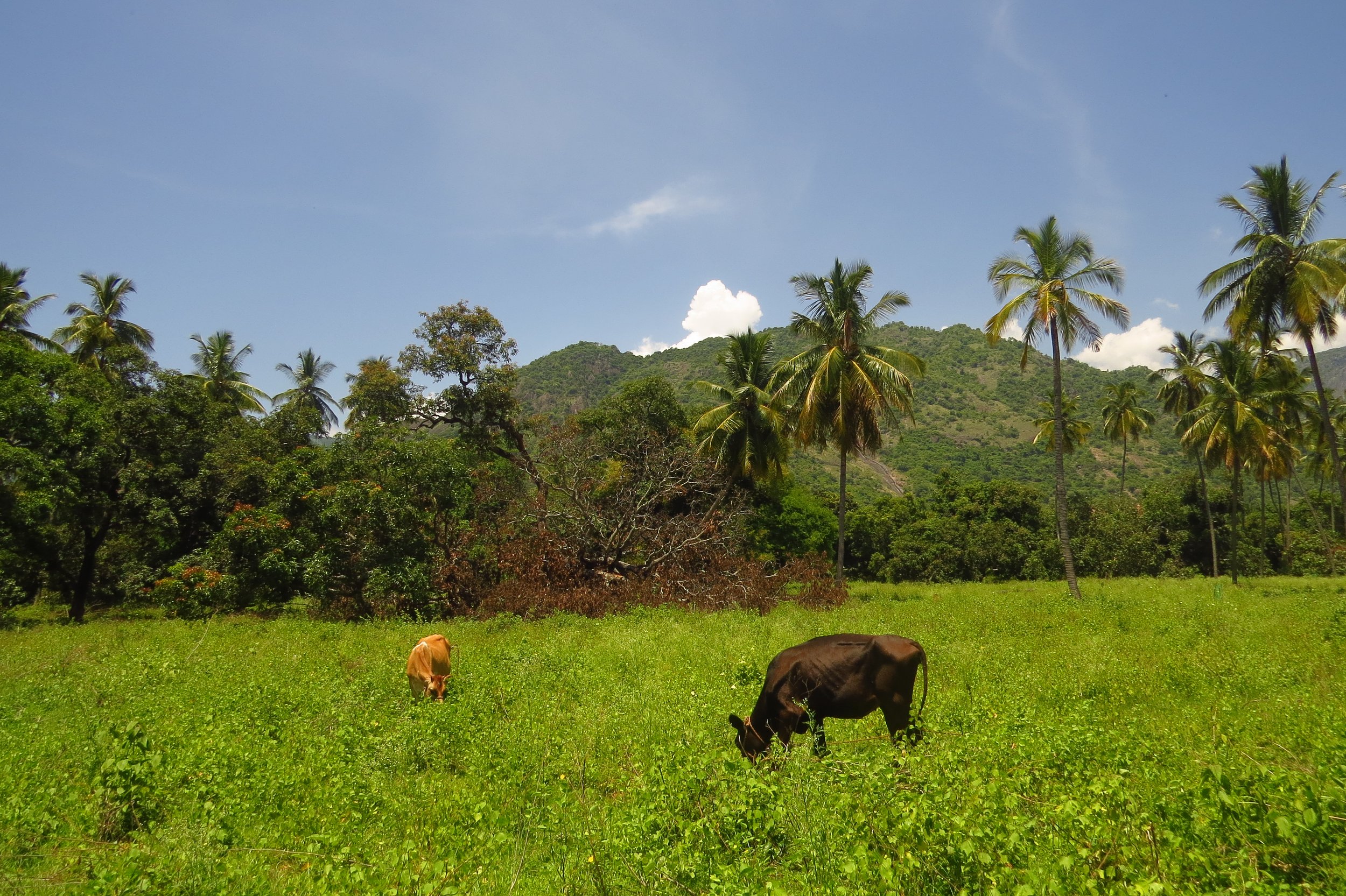 View of the Palani Hills from site