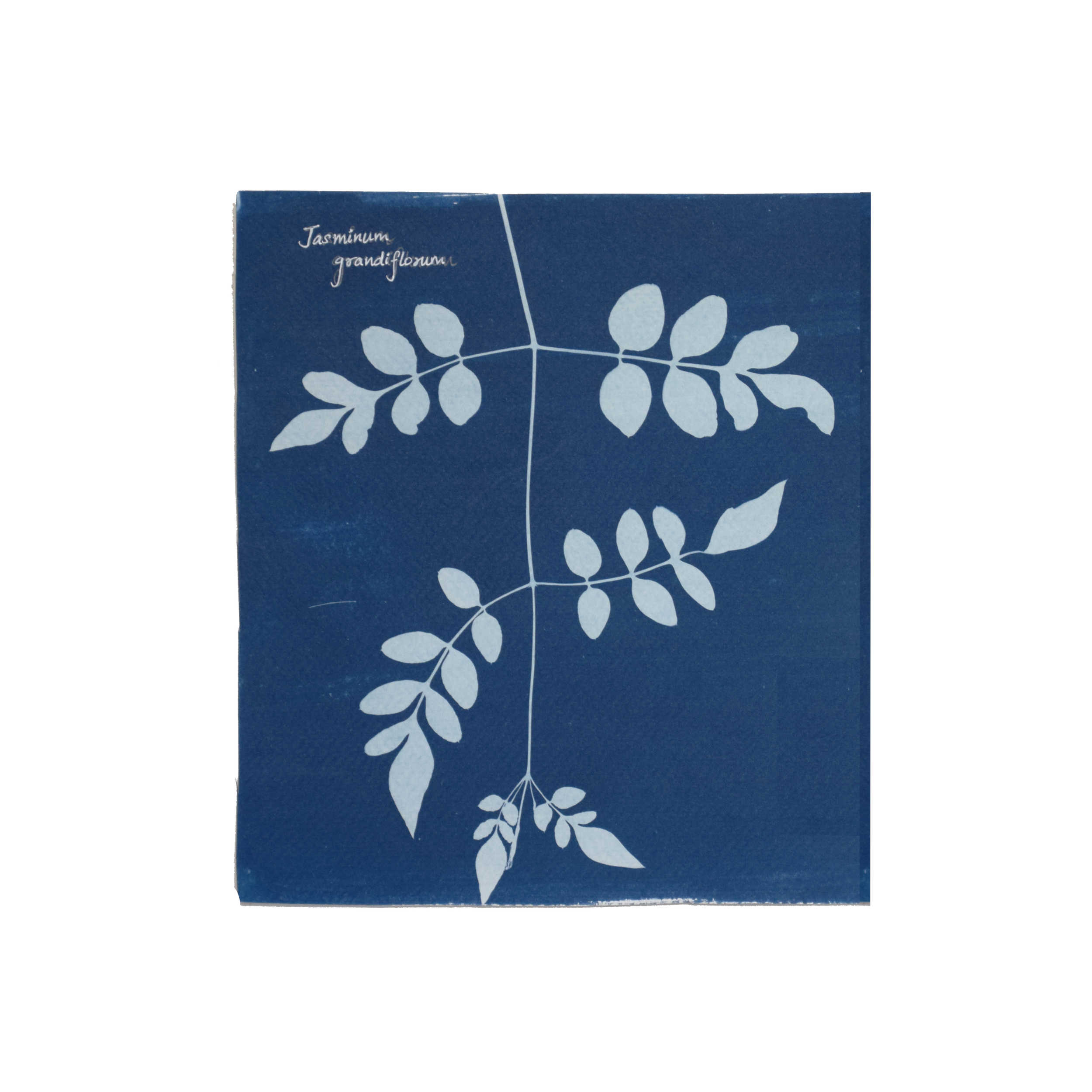 Jasminum grandiflorum (Royal jasmine) // Leaves compound, imparipinnate, opposite