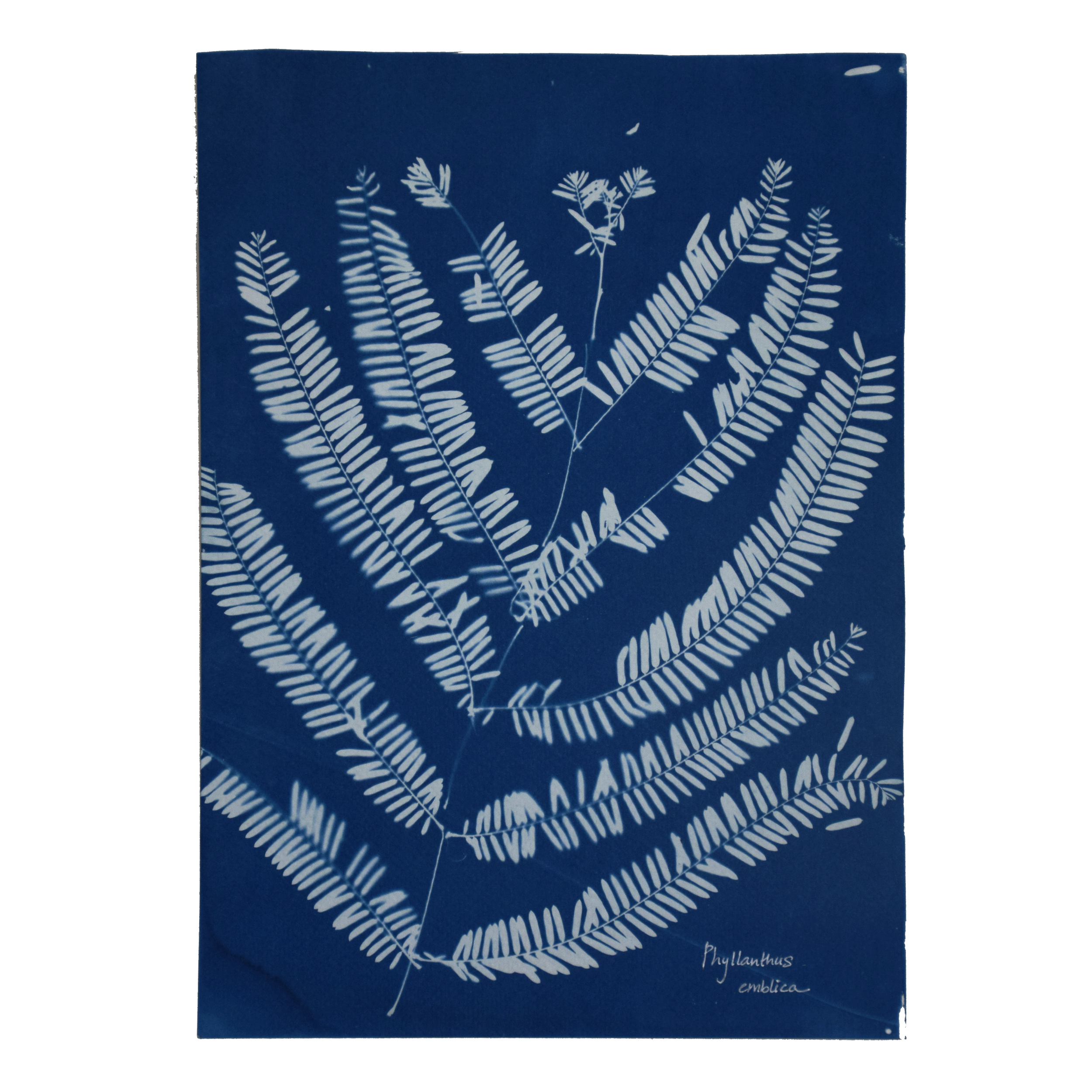 Phyllanthus emblica (Amla) // Leaves simple, alternate, distichous (appears pinnately compound), oblong or linear-oblong