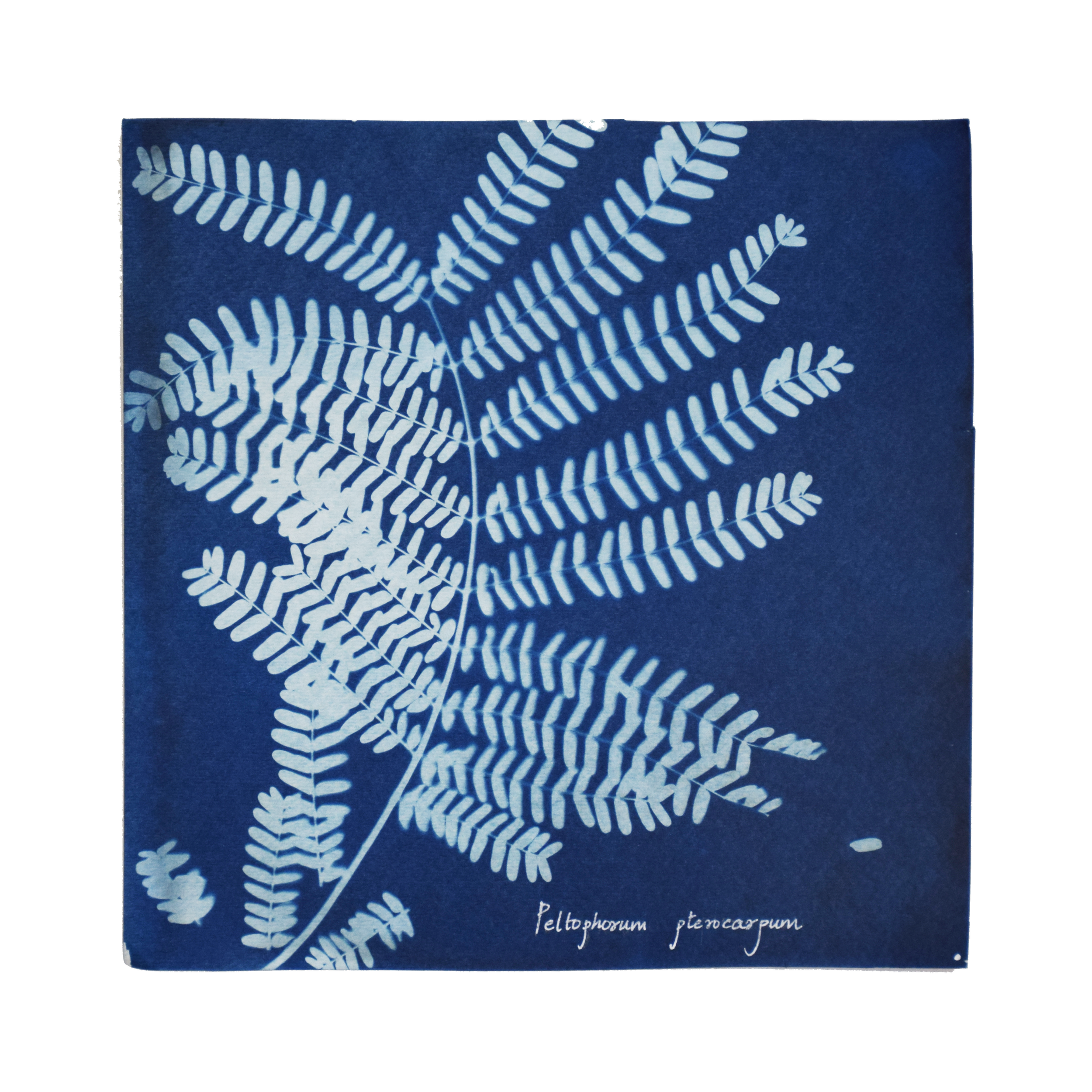 Peltophorum pterocarpum (Copperpod) // Leaves compound, bipinnate, alternate, oblong or elliptic-oblong, rounded or emarginate apex, oblique base