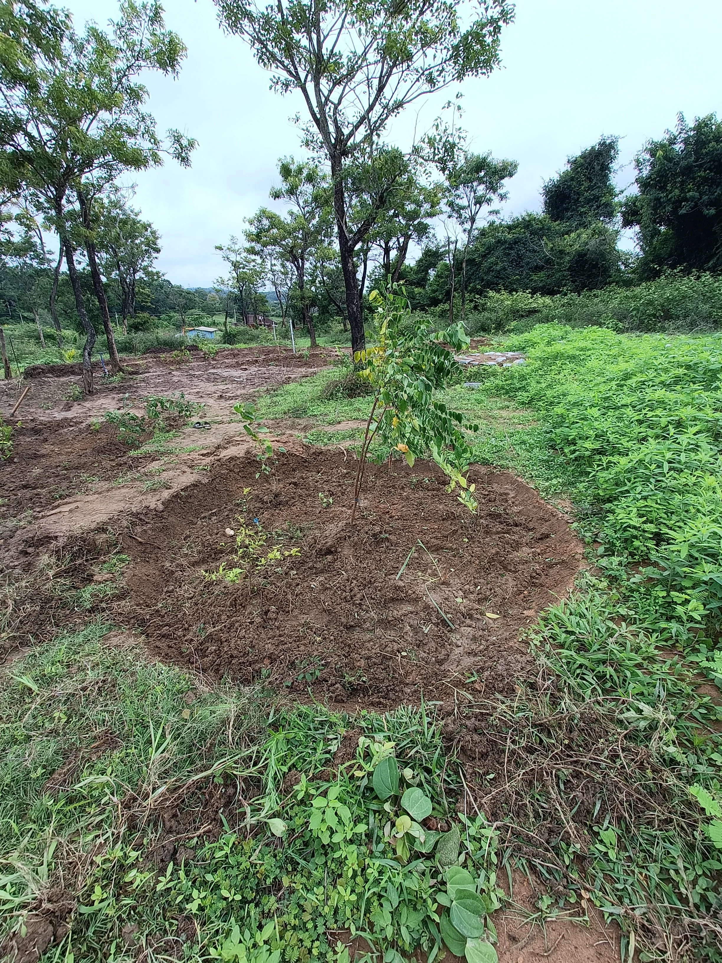 Fruit tree guild - freshly planted