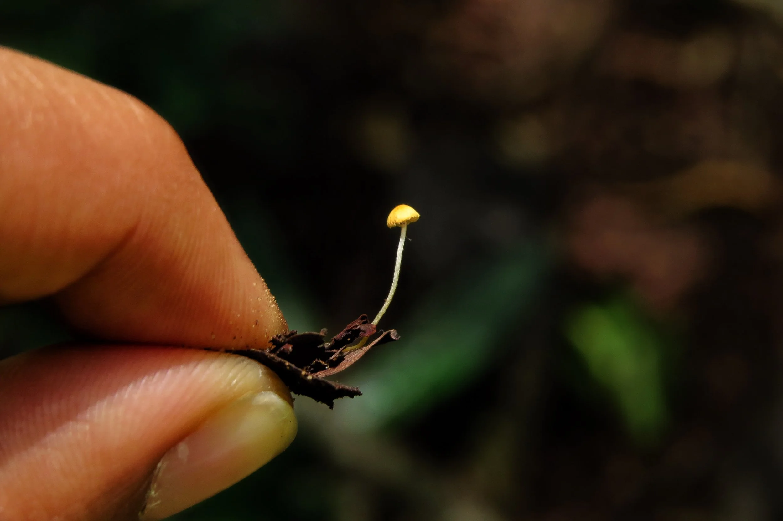 Mushroom on tamarind tree leaf litter, Krishnagiri