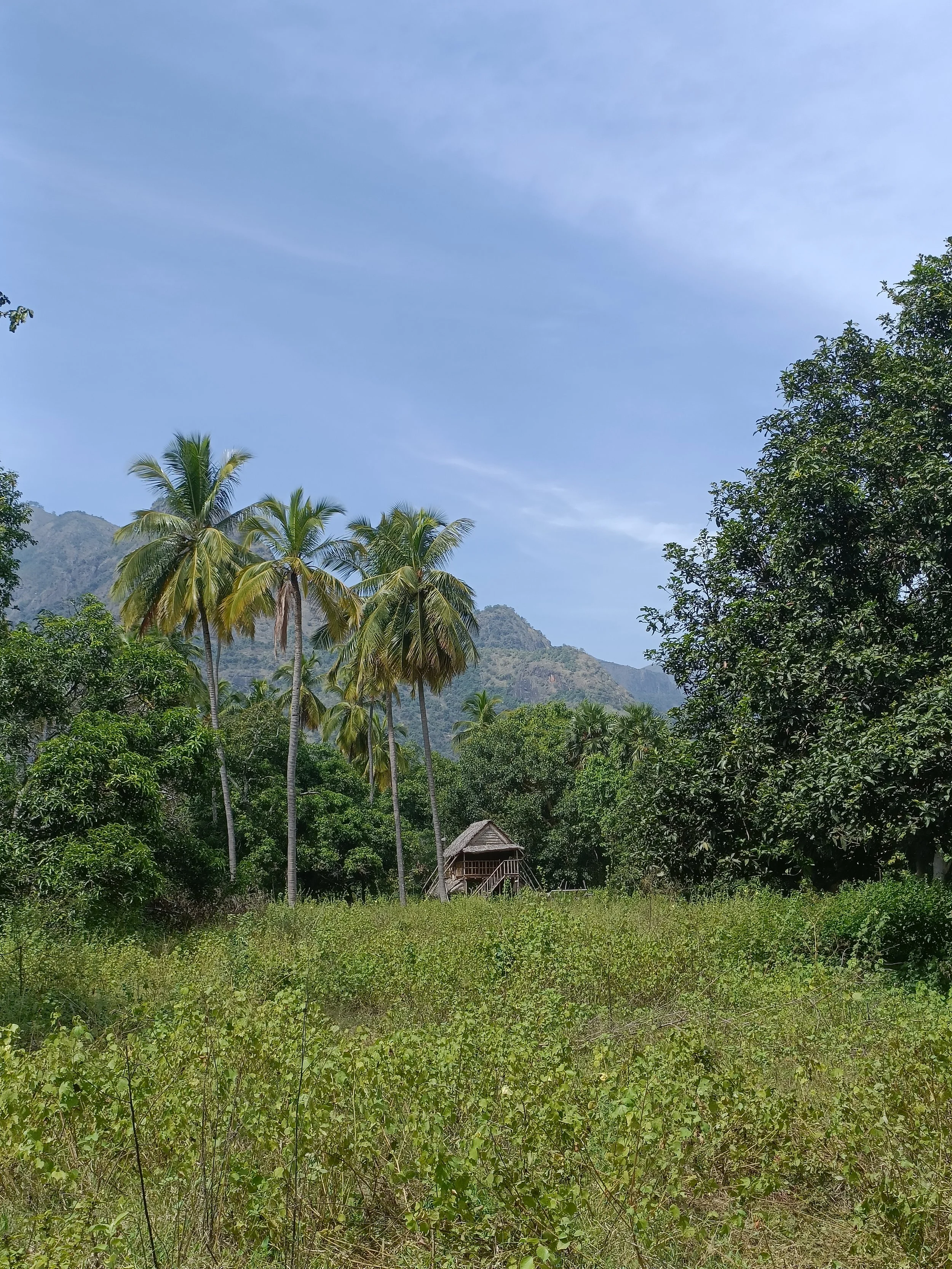 View of land and bamboo machan