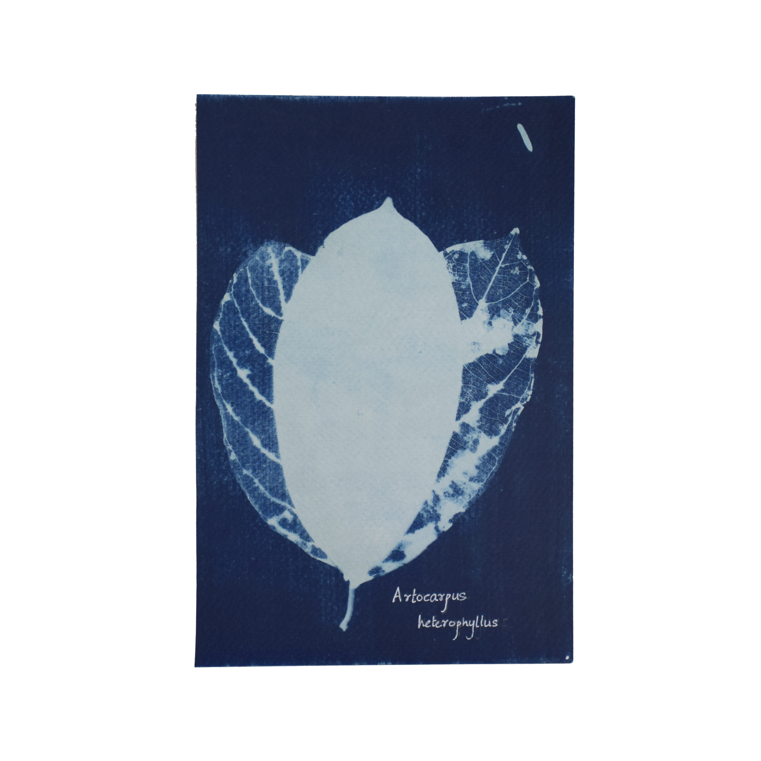 Artocarpus heterophyllus (Jackfruit) // Leaves simple, alternate, obovate-elliptic to elliptic