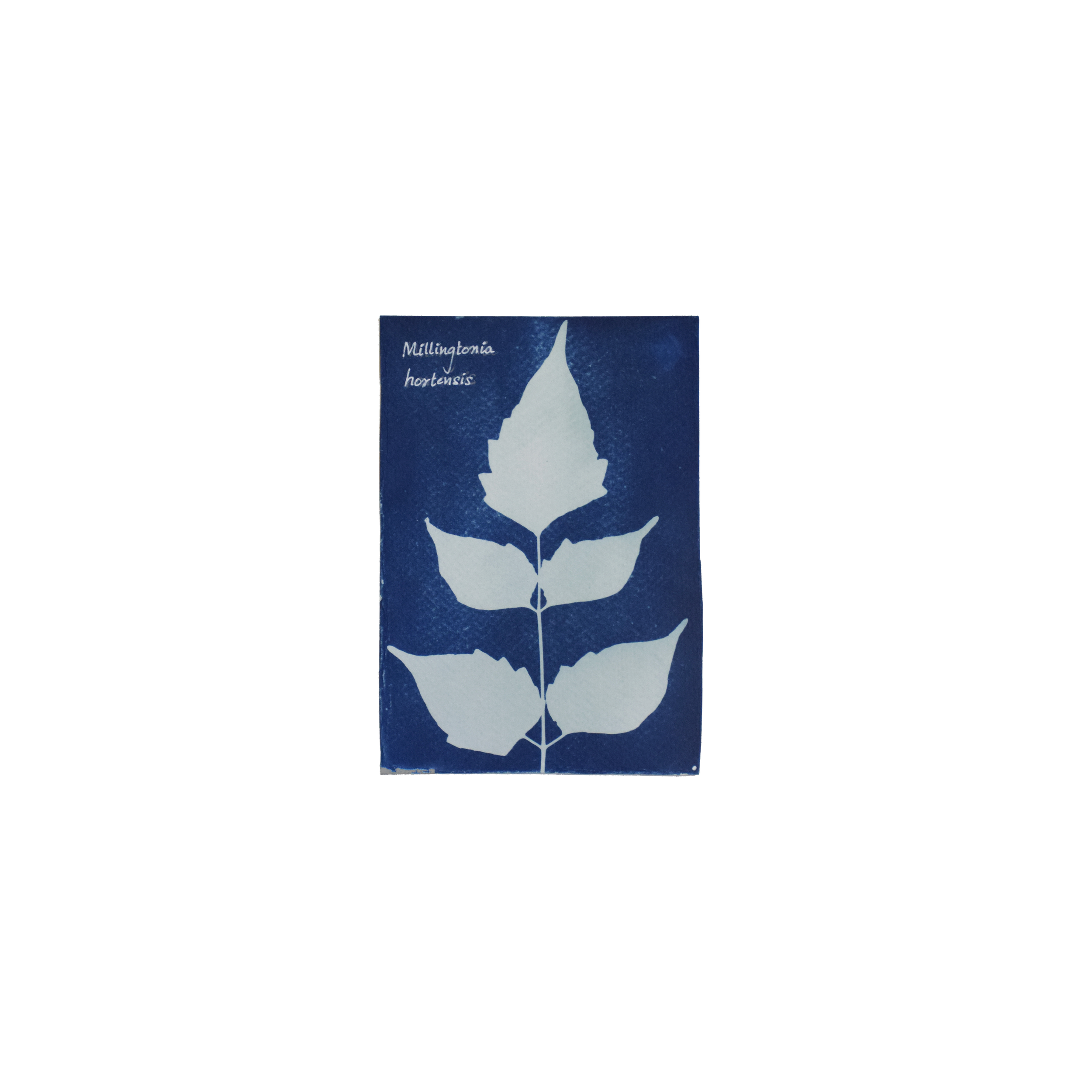 Millingtonia hortensis (Akashamallige) // Leaves compound, bi or tripinnate, opposite, ovate to lanceolate, serrated, acuminate tip