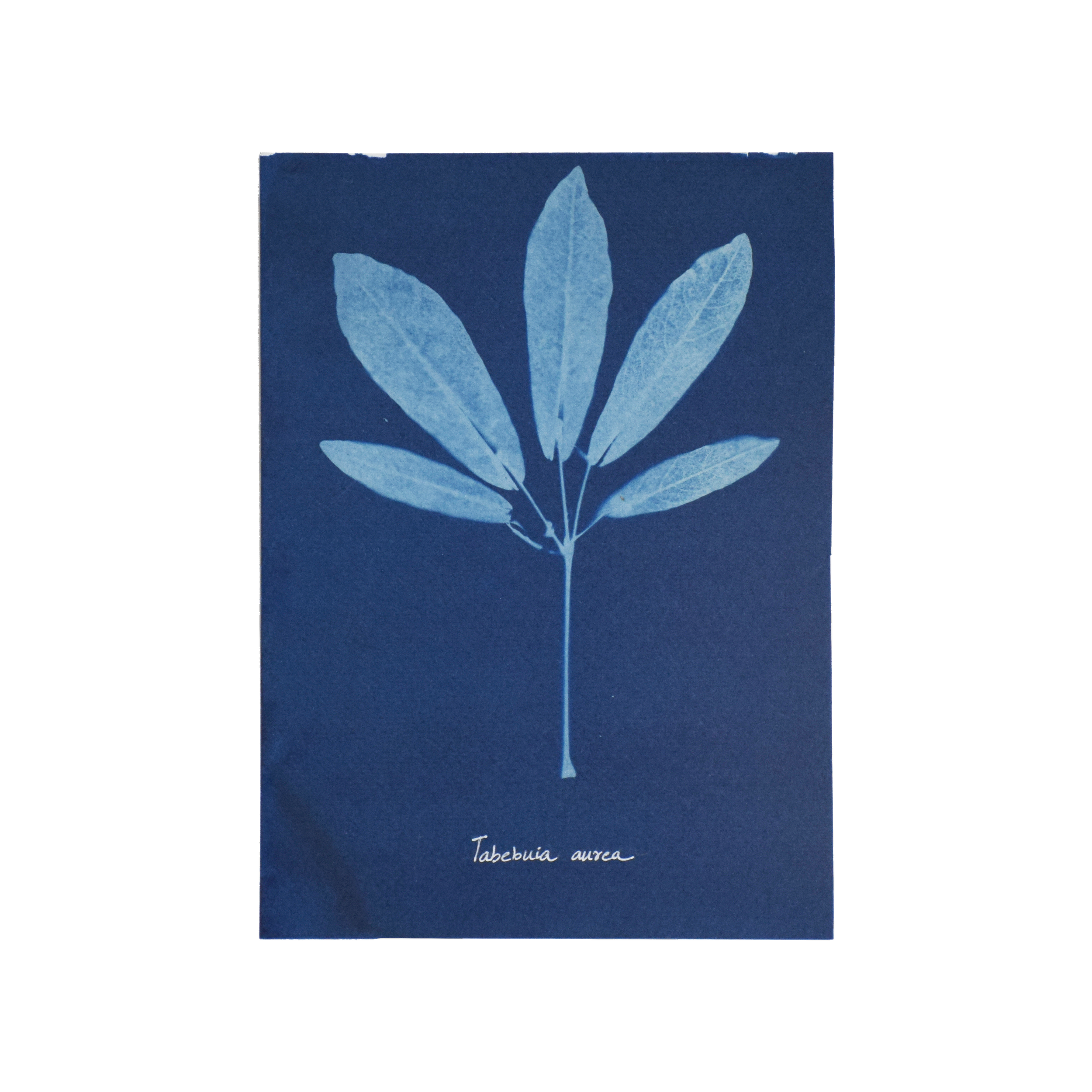 Tabebuia aurea (Tree of gold) // Leaves compound, palmate, opposite, oblong to elliptic or narrowly oblong-lanceolate leaflets with acute apex