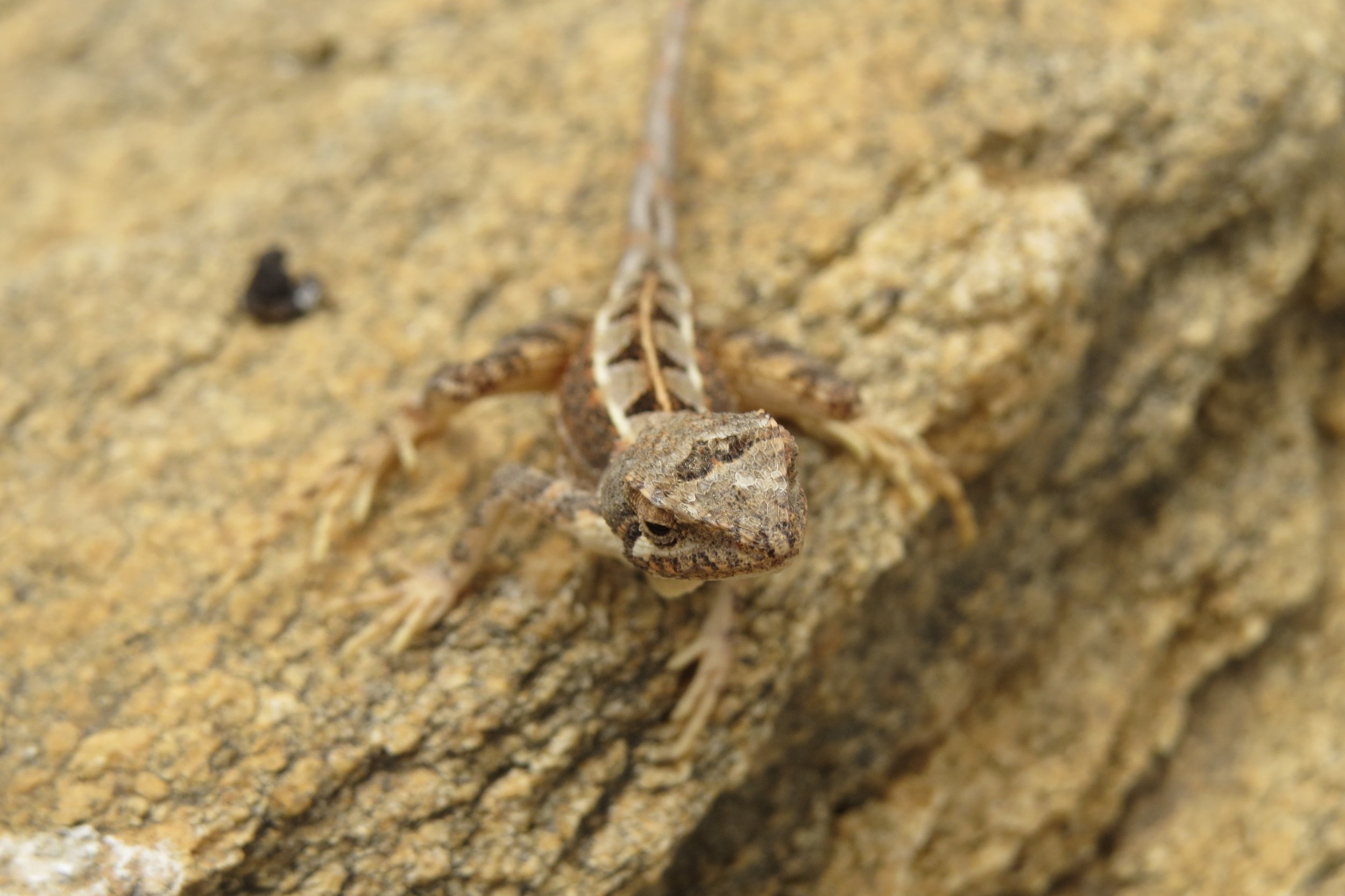 Sitana sp. (fan-throated lizard)