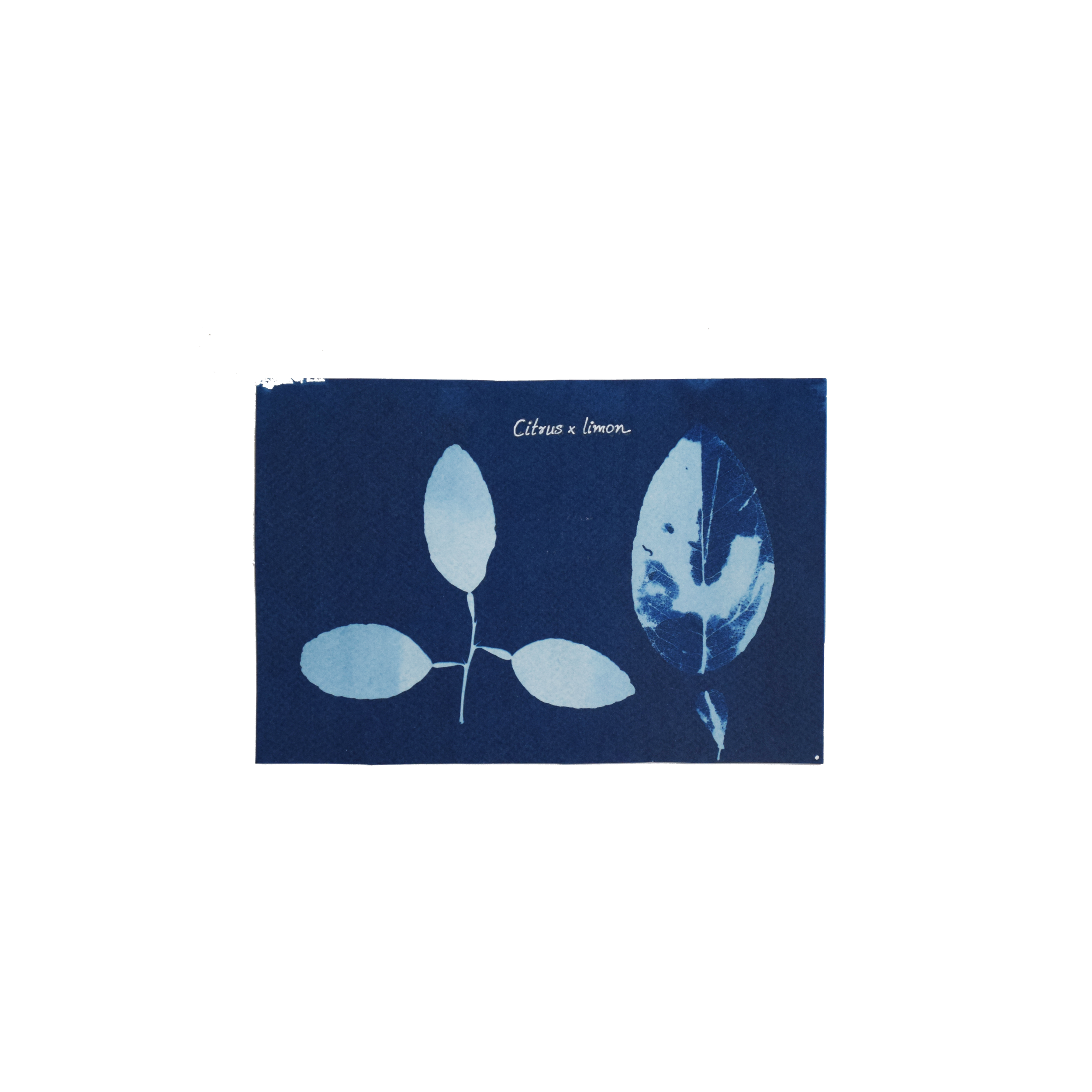 Citrus x limon (Lemon) // Leaves unifoliate with a winged petiole, compound, alternate, ovate to oblong, serrated