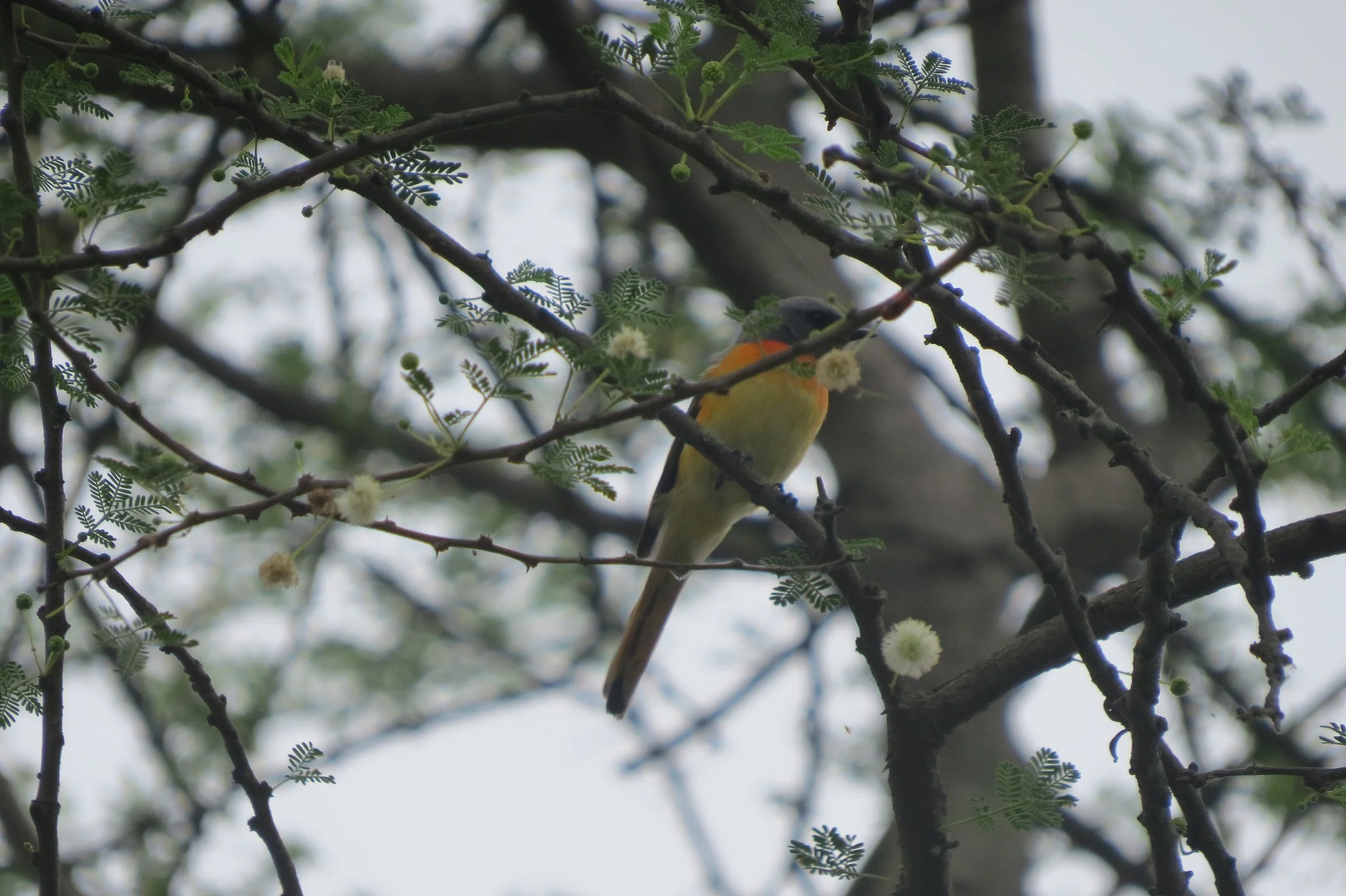 Small minivet