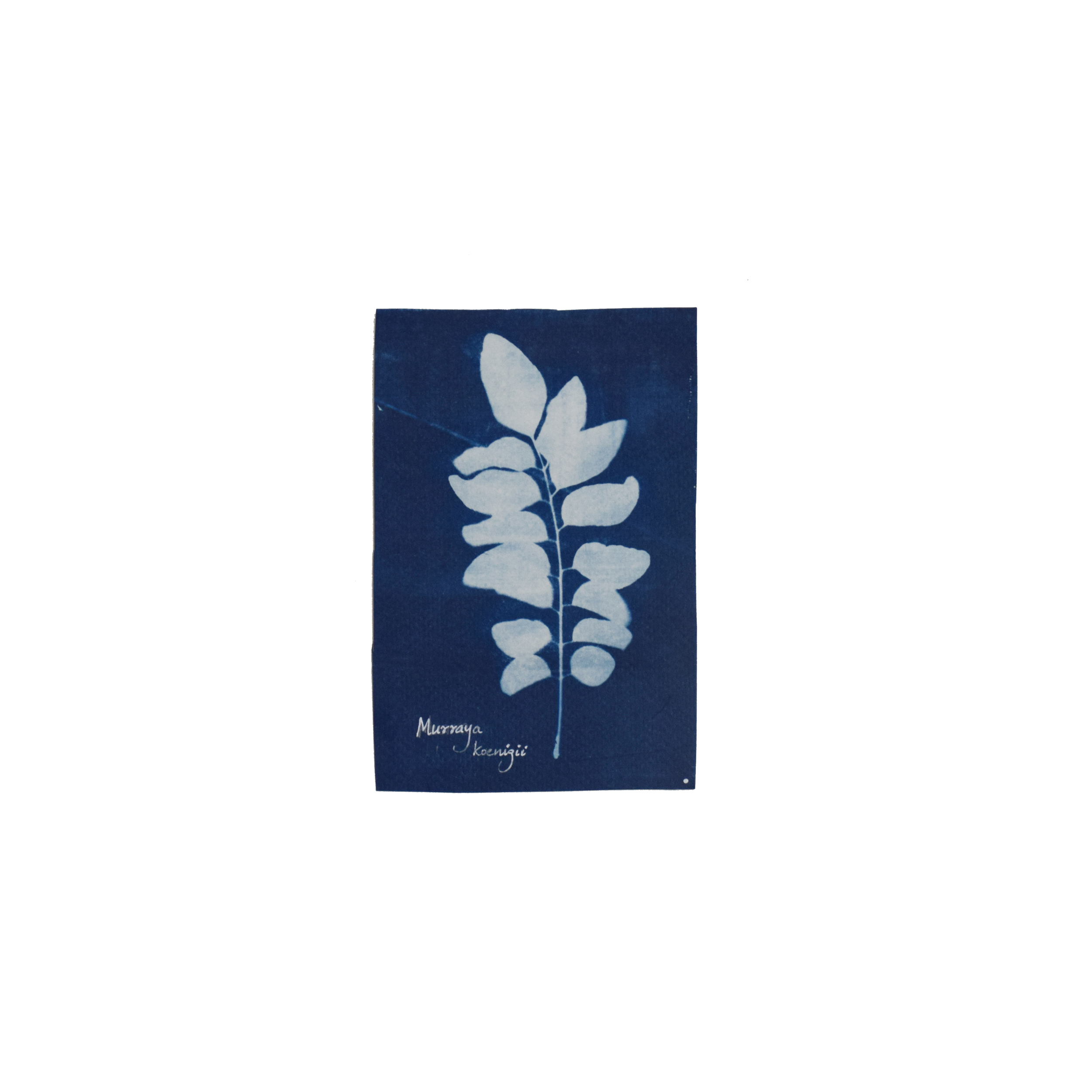 Murraya koenigii (Curry tree) // Leaves compound, imparipinnate, alternate, ovate to lanceolate