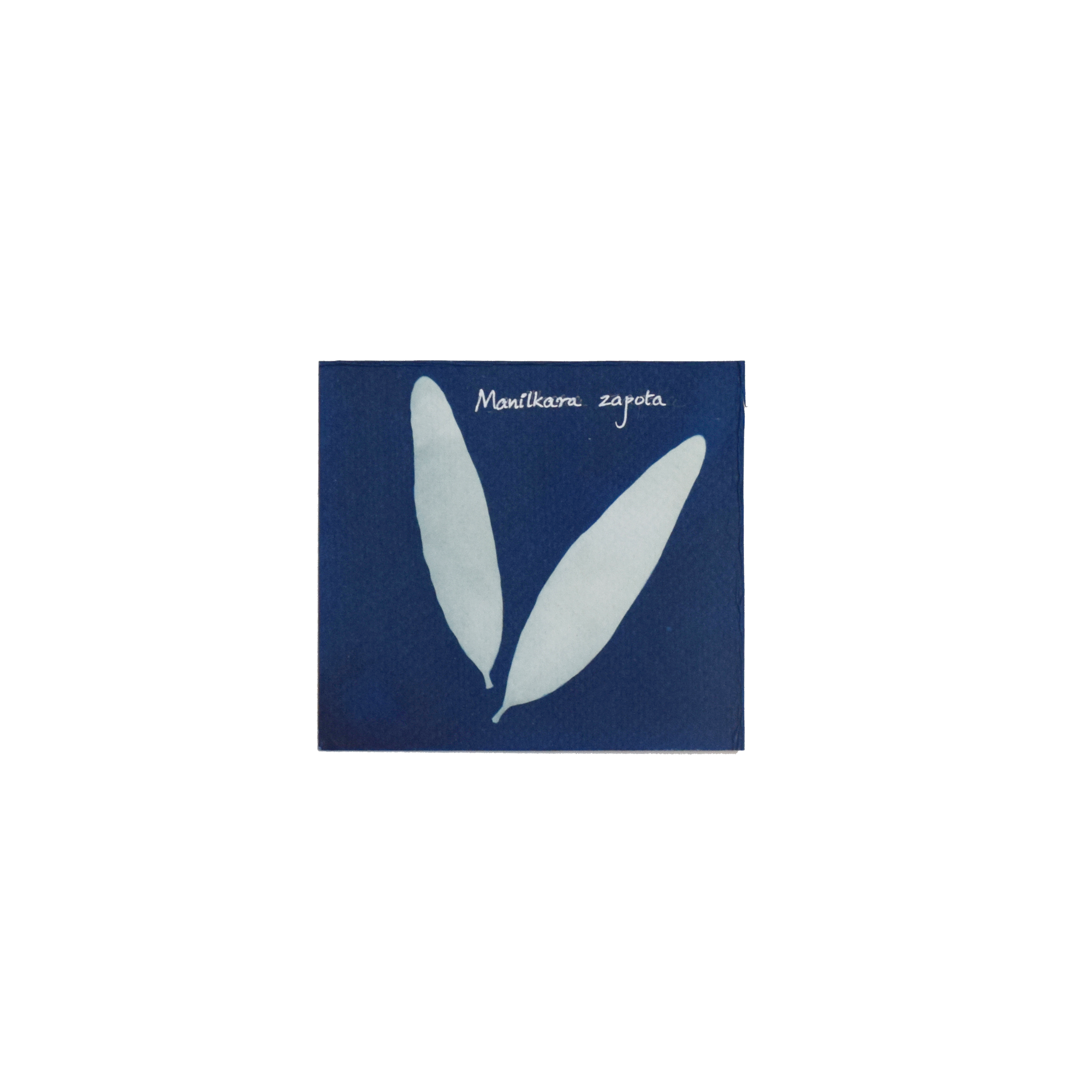 Manilkara zapota (Chikoo) // Leaves simple, alternate, clustered, elliptic to ovate