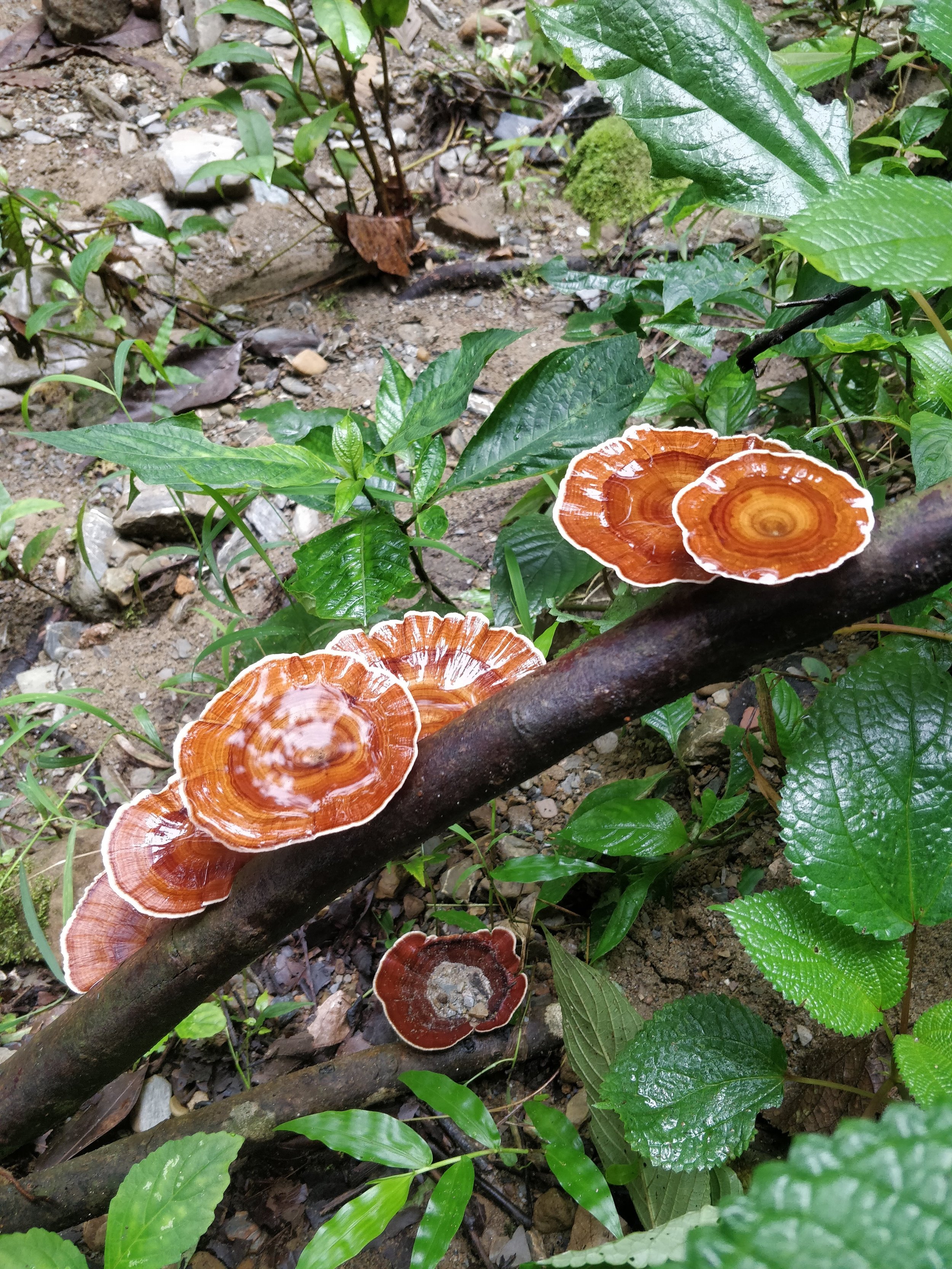 Riparian zone - fungi