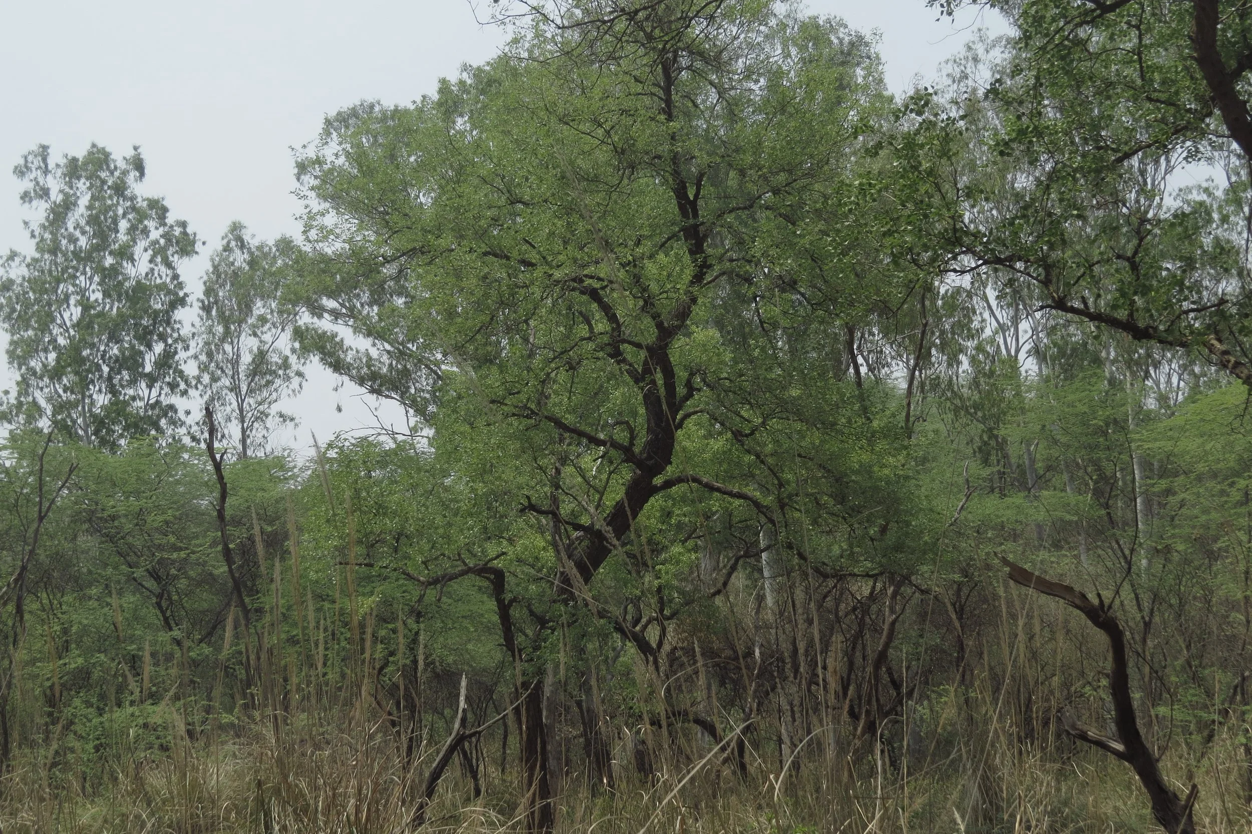 Reference ecosystem - Khair-sissoo forest