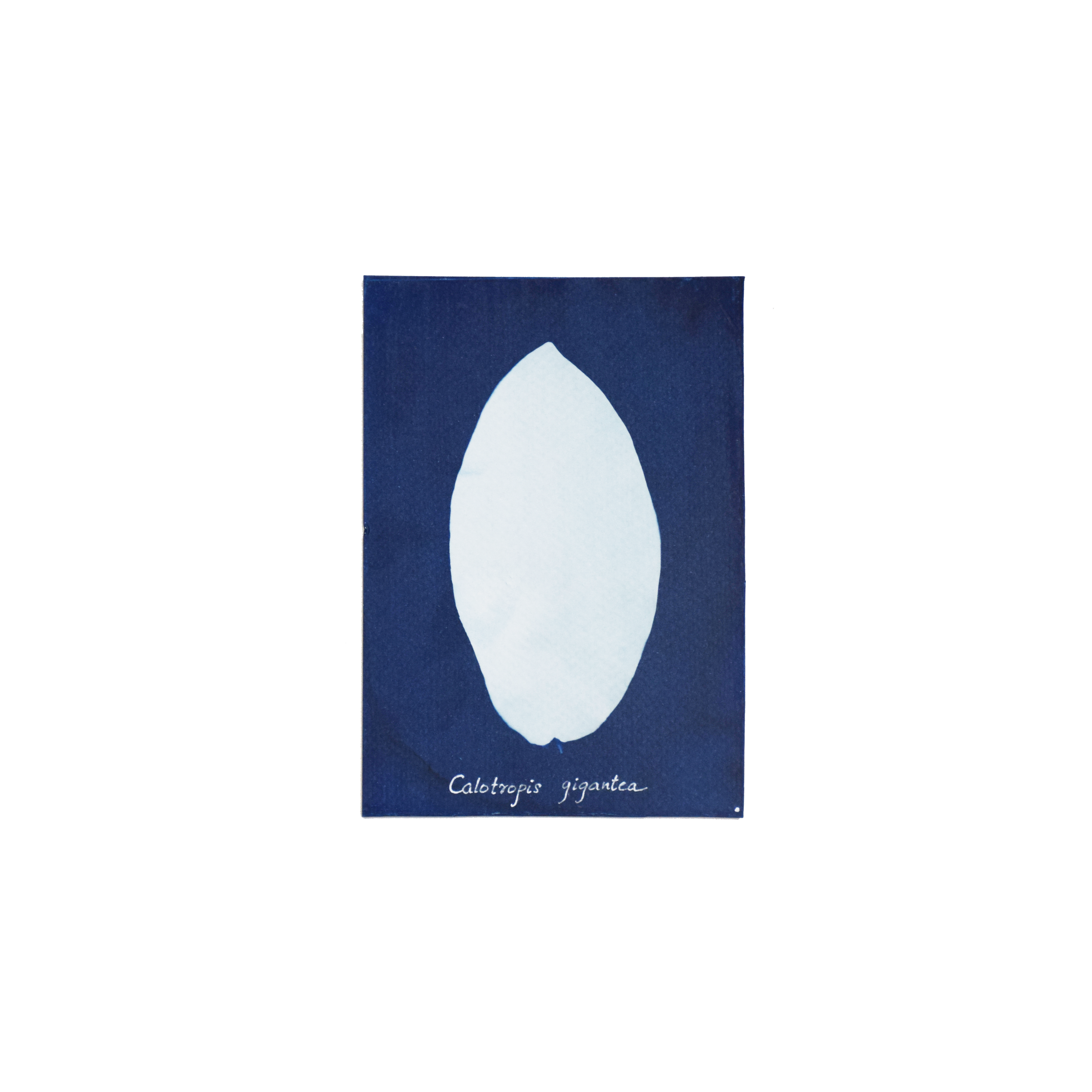 Calotropis gigantea (Milkweed) // Leaves simple, opposite, decussate, elliptic or oblong with cordate base