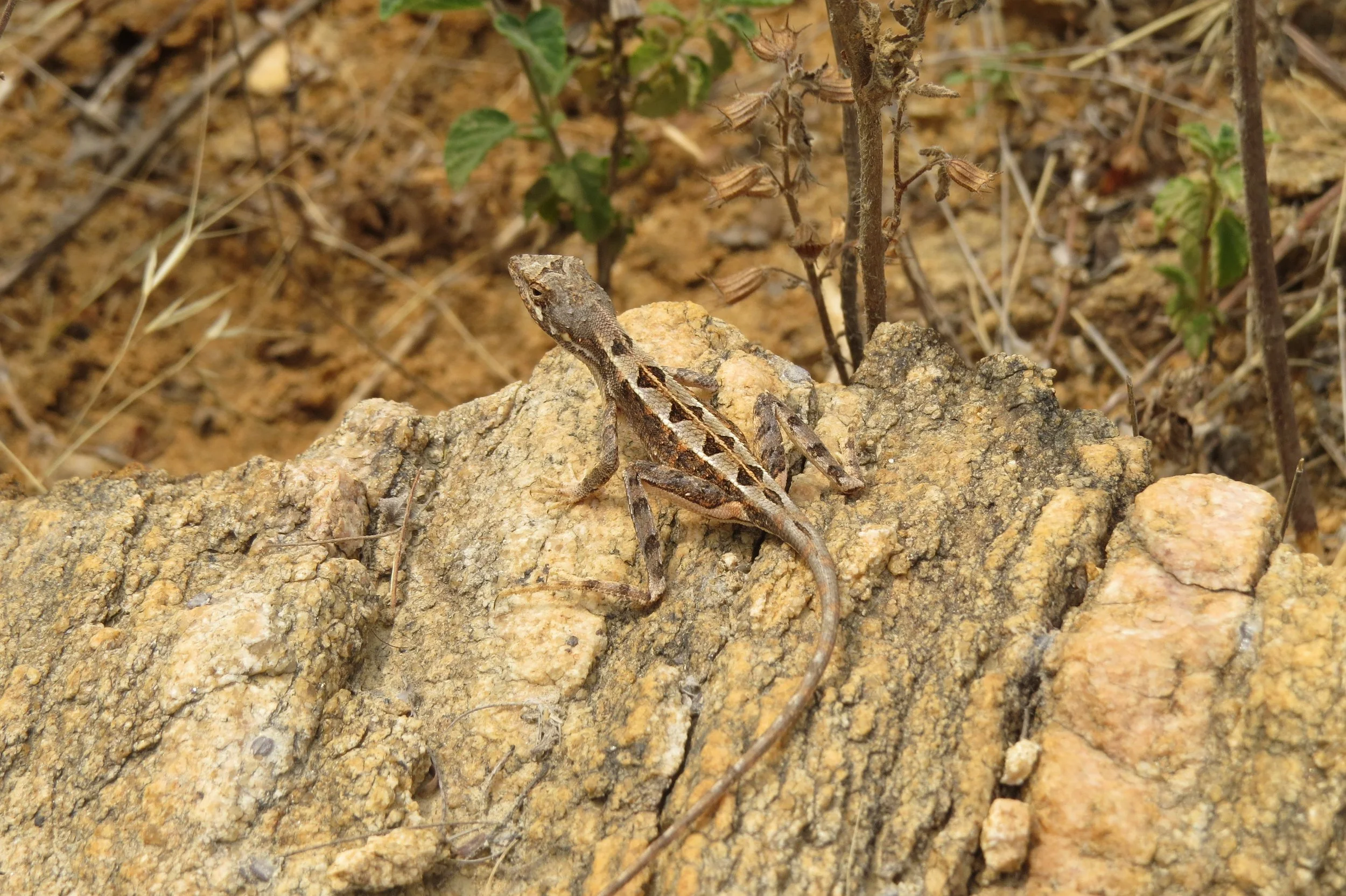 Sitana sp. (fan-throated lizard)