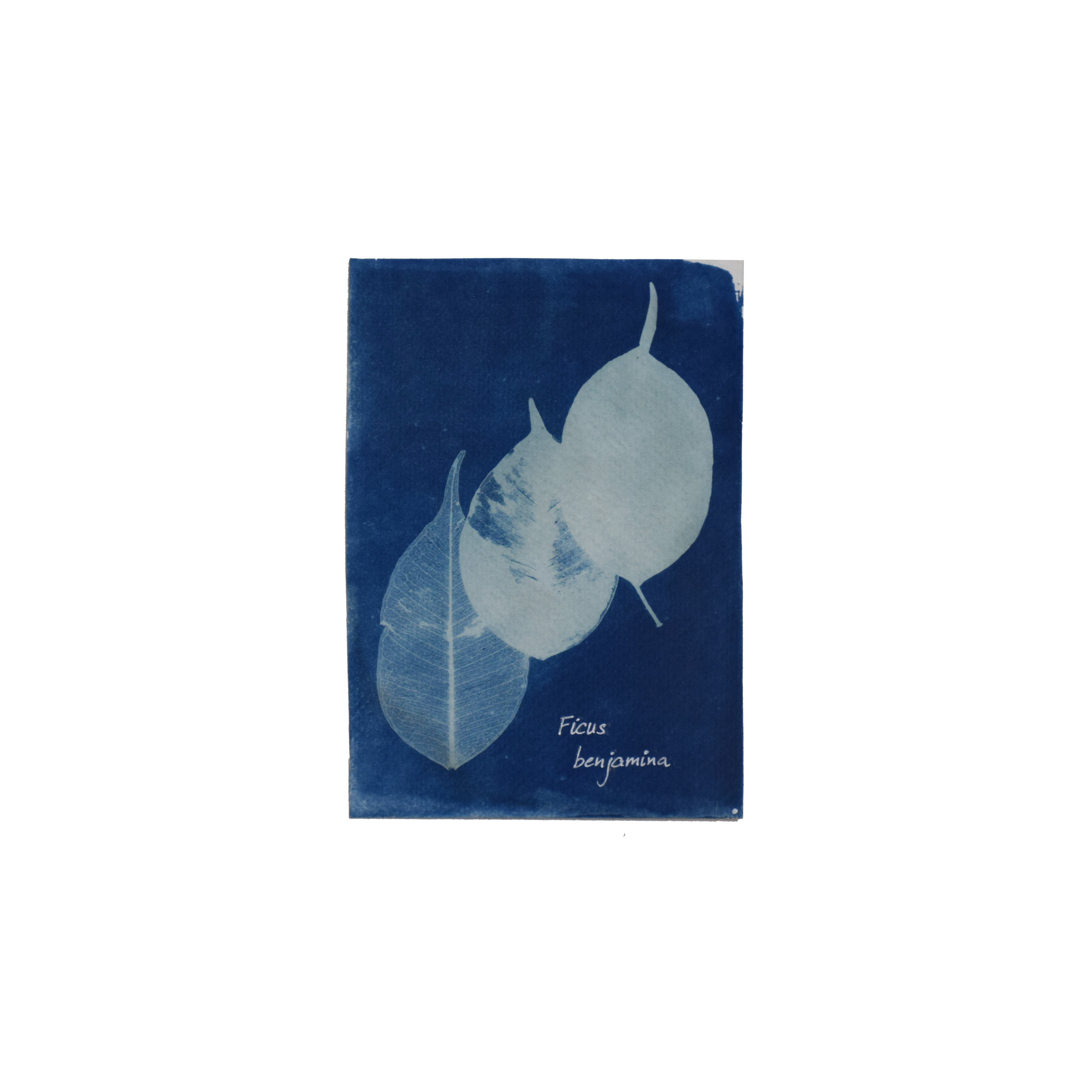 Ficus benjamina (Weeping fig) // Leaves simple, alternate, ovate to elliptic