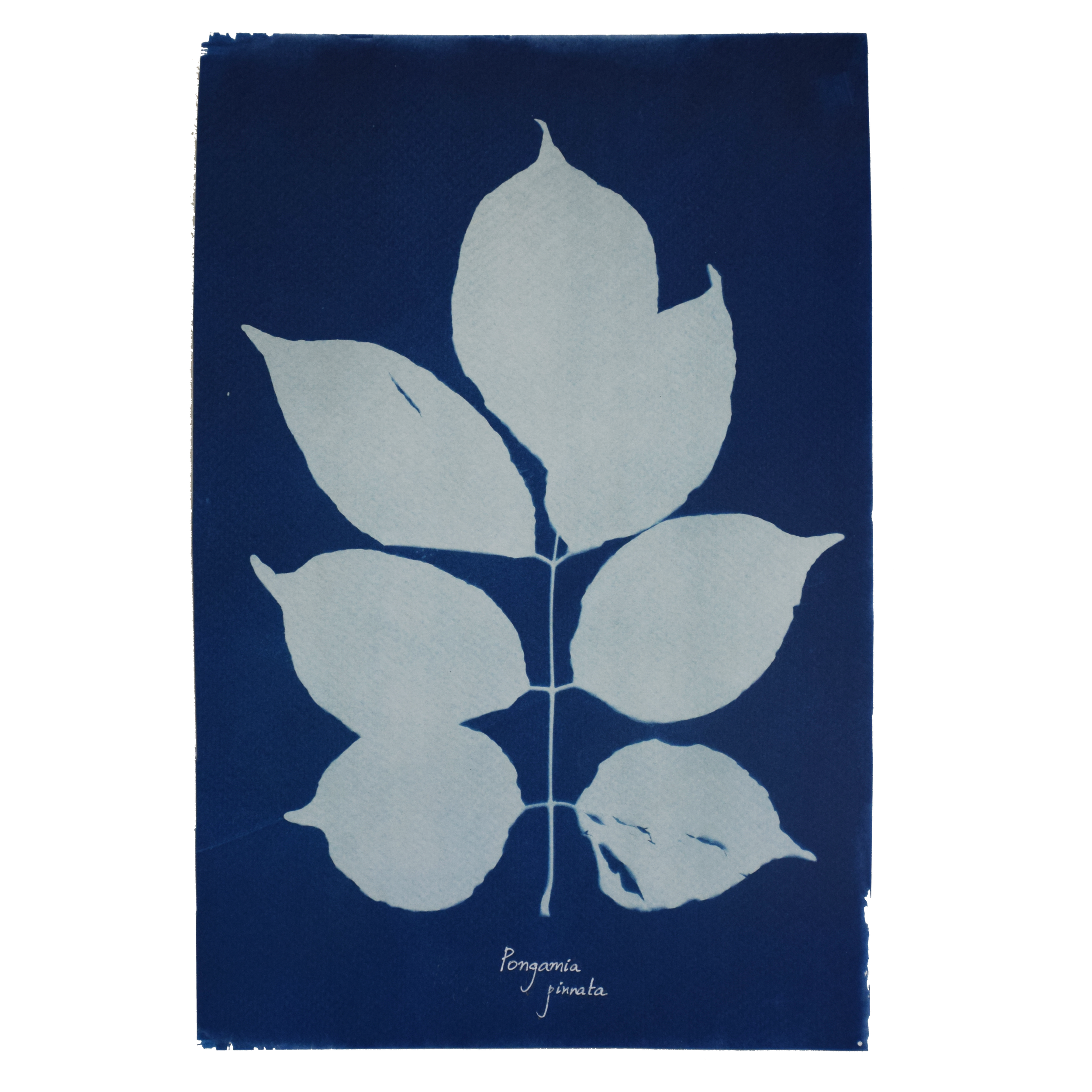 Millettia pinnata (Honge) // Leaves compound, imparipinnate, alternate, ovate or oblong, acuminate apex, cuneate base