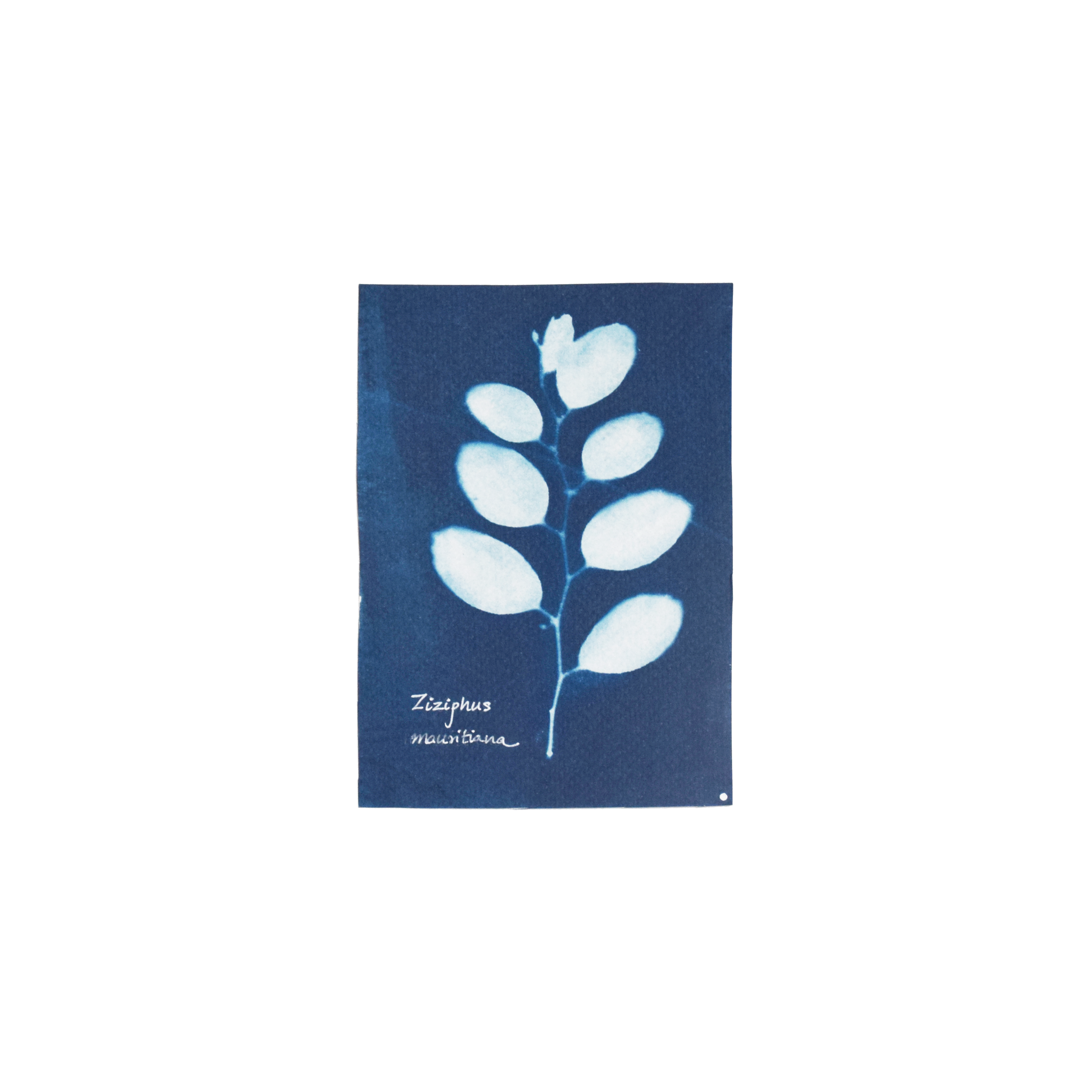 Ziziphus mauritiana (Indian jujube) // Leaves simple, alternate, zig-zag, sub-orbicular to ovate-oblong, serrulate leaves with three conspicuous main longitudinal veins originating from the base