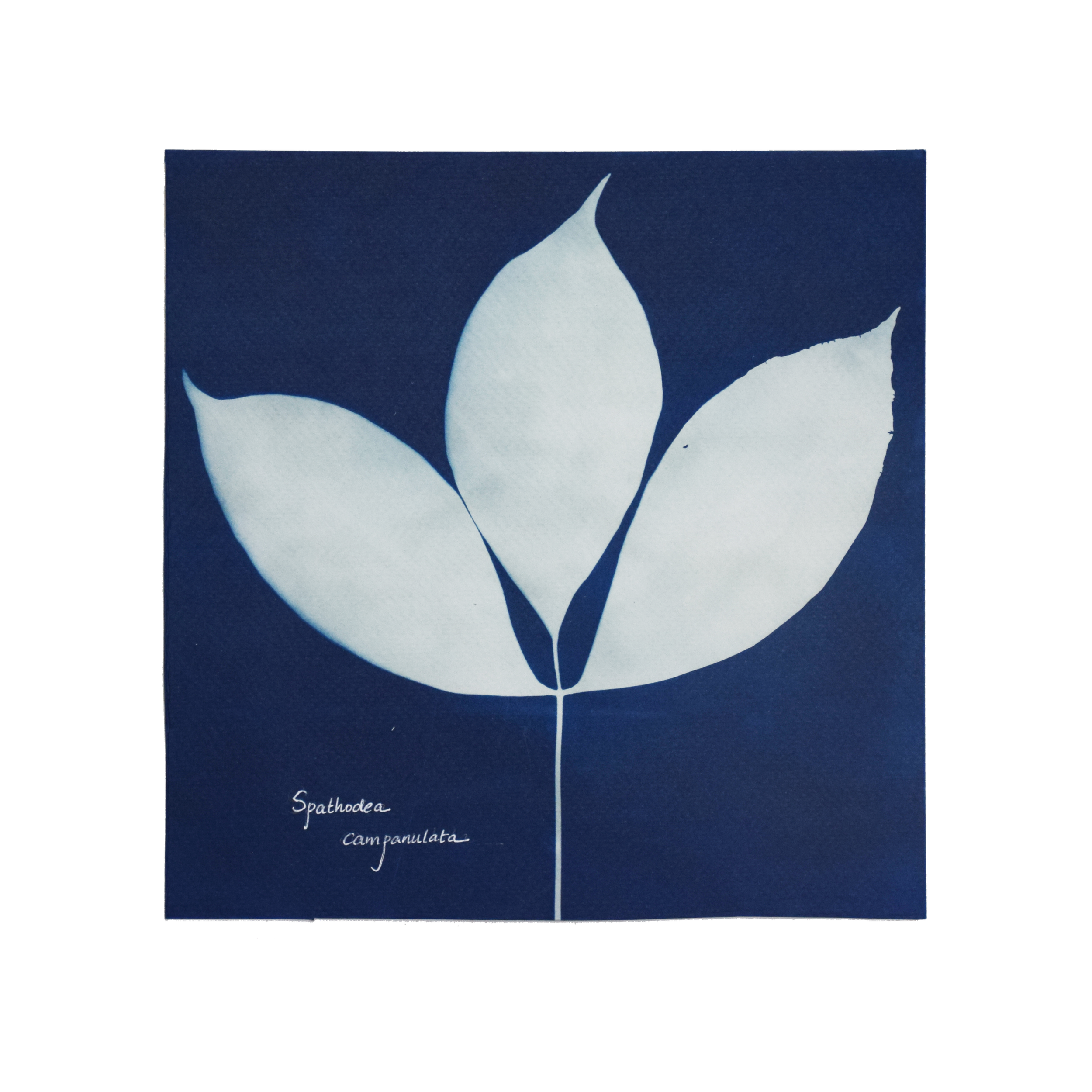 Spathodea campanulata (African tulip) // Leaves compound, imparipinnate, opposite, oval or ovate leaflets with acuminate apex