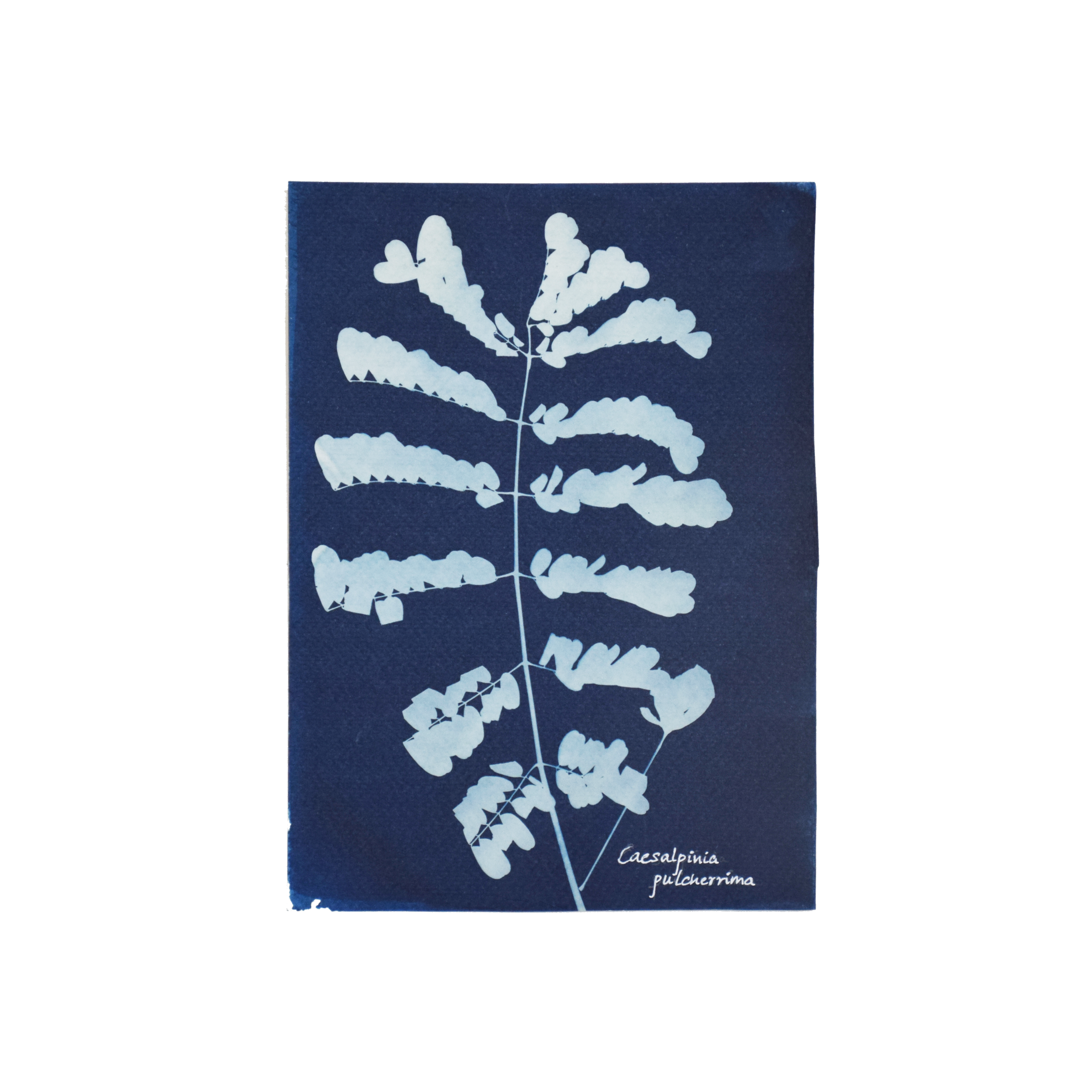 Caesalpinia pulcherrima (Peacock flower) // Leaves compound, bipinnate, alternate