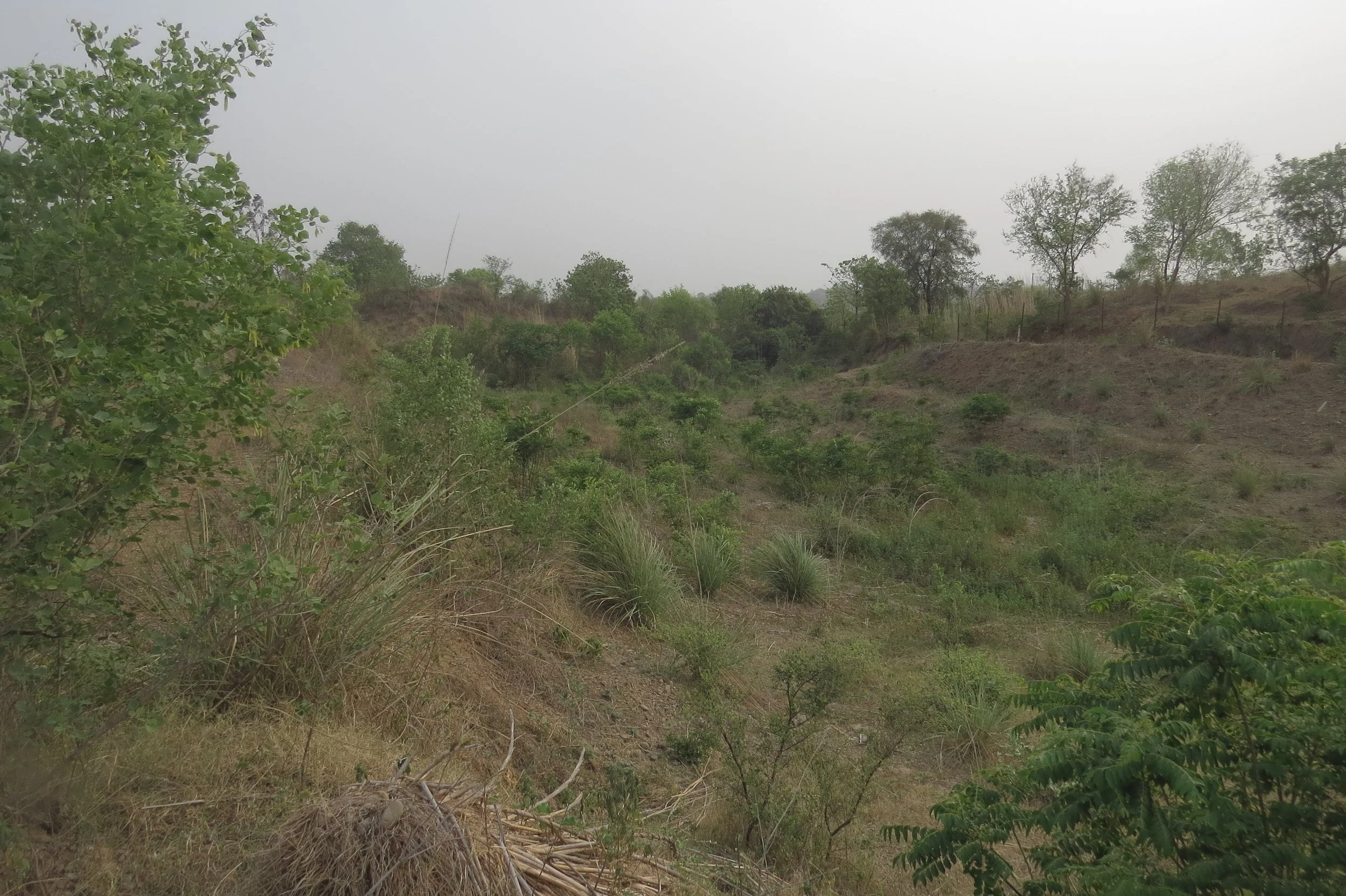 View of site and stream from West