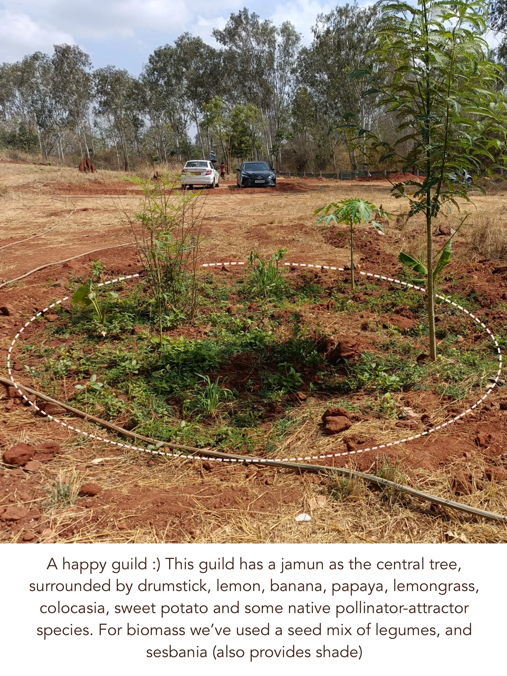 Food forest guild 3 months post implementation