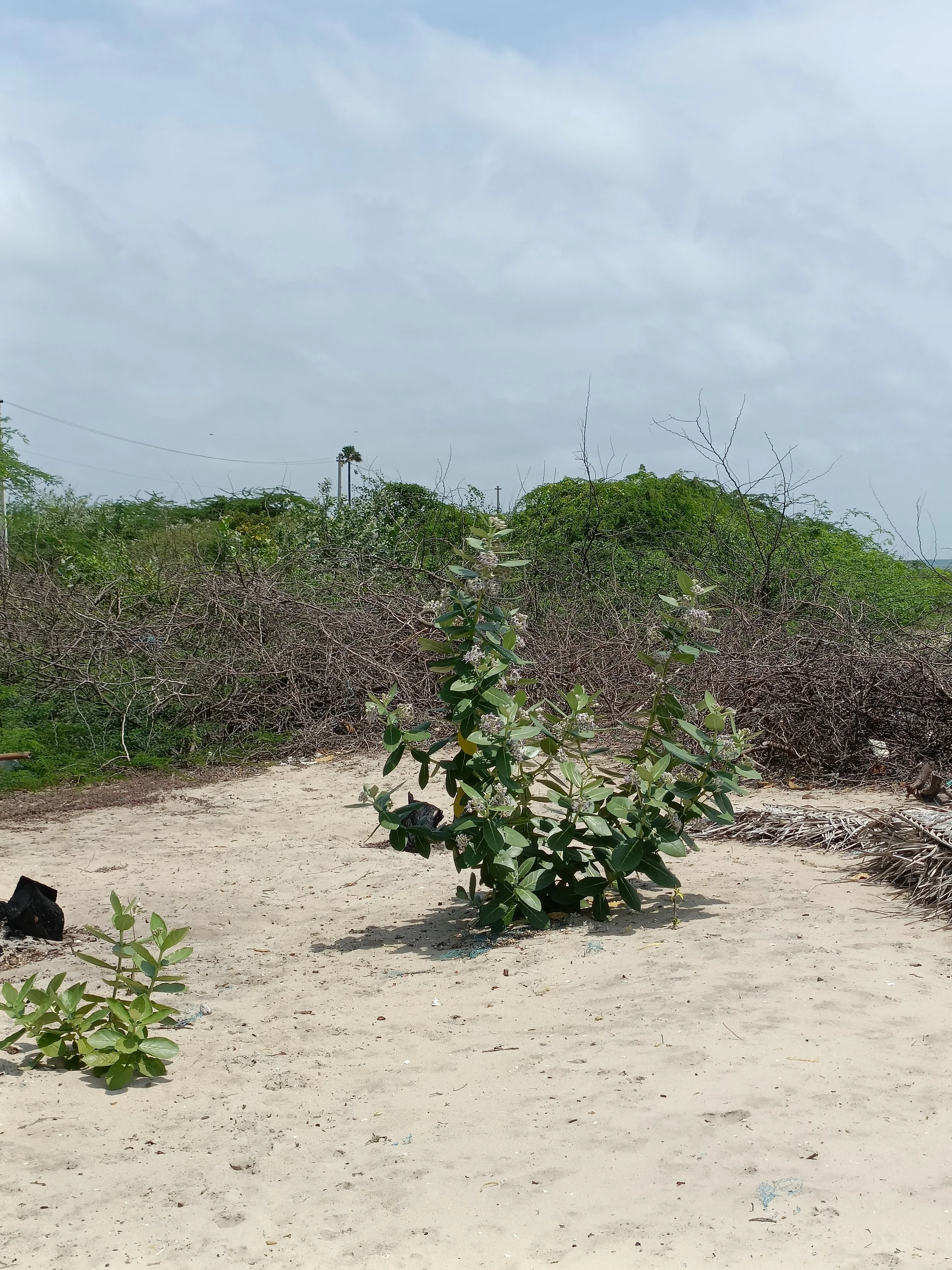 Beach vegetation - Calotropis