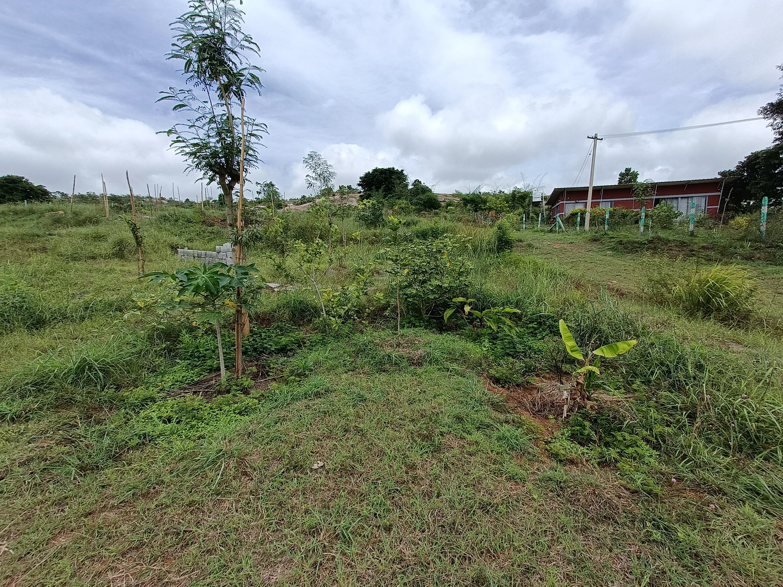 Food forest guild - 2 years post implementation