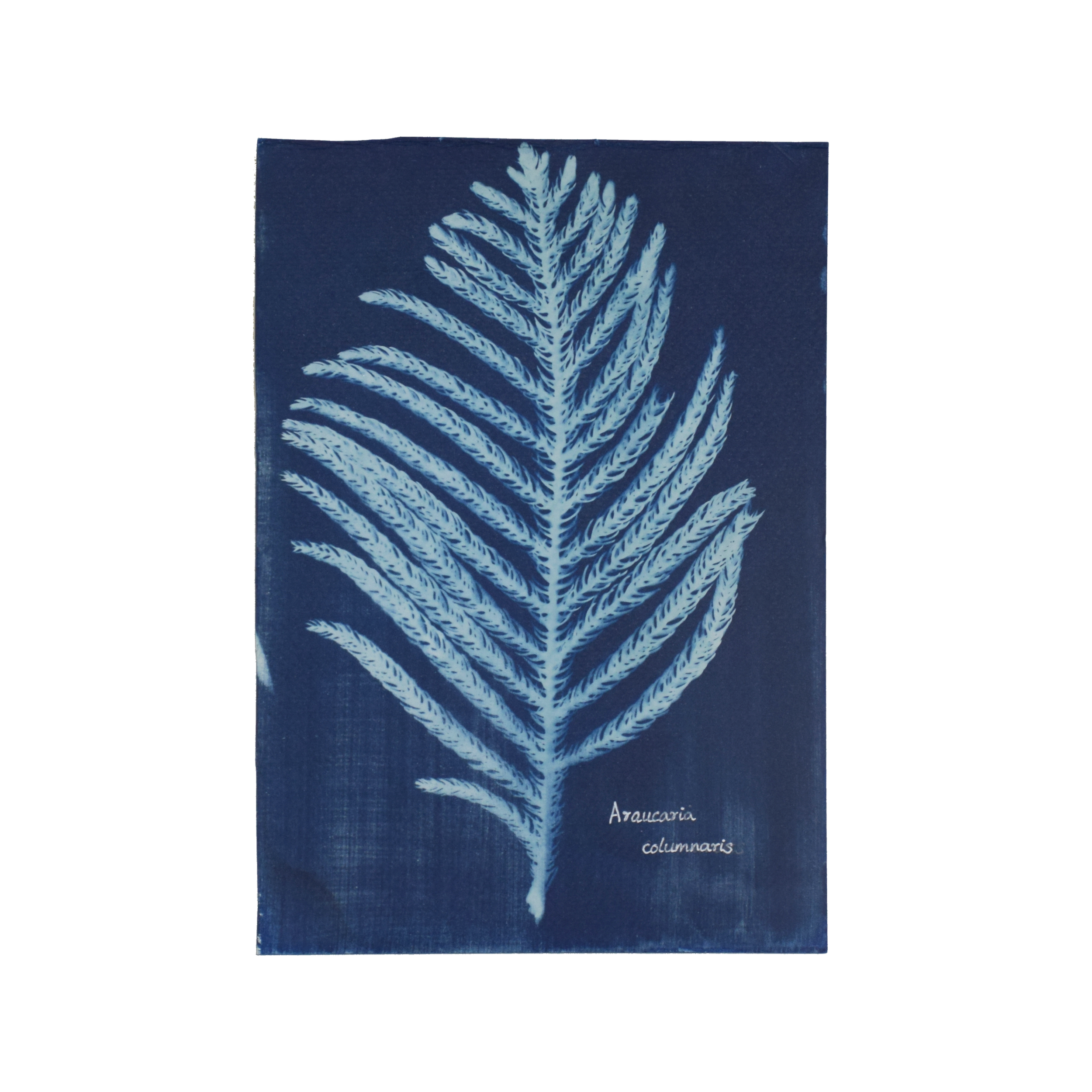 Araucaria columnaris (Christmas tree) // Leaves point-tipped, spirally arranged, needle-like