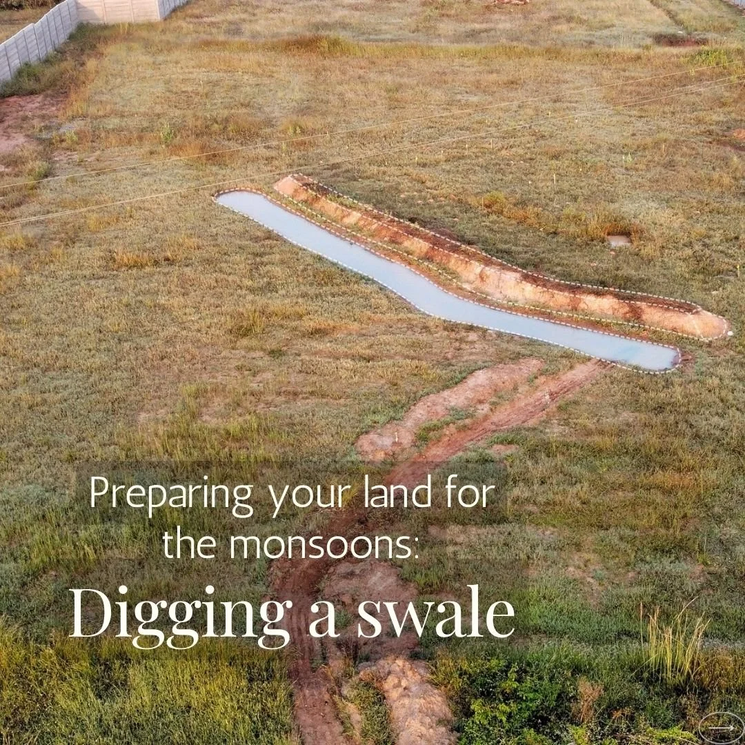 Digging a swale