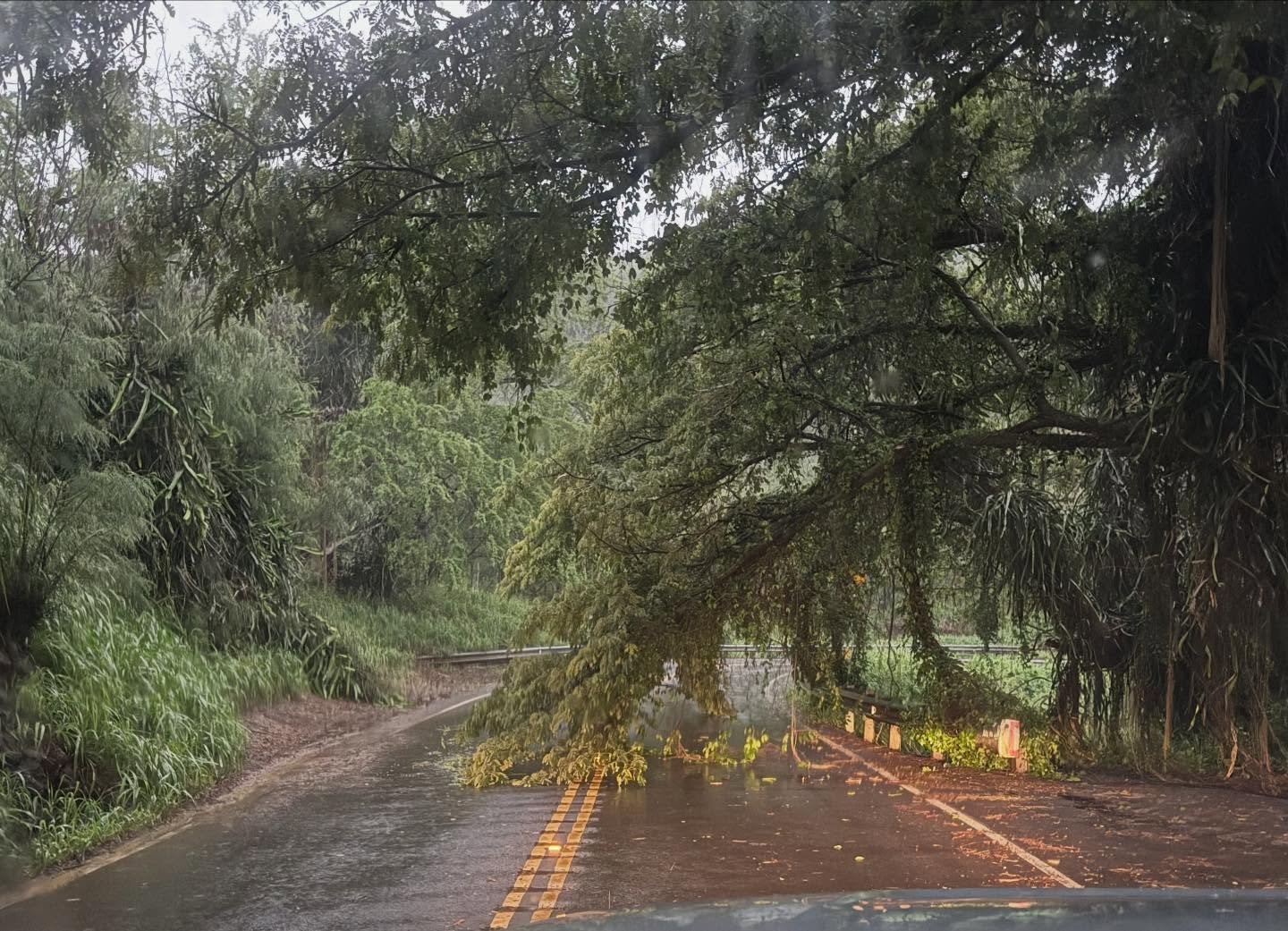 Fallen tree at mile marker 32.5 in Honolua Valley