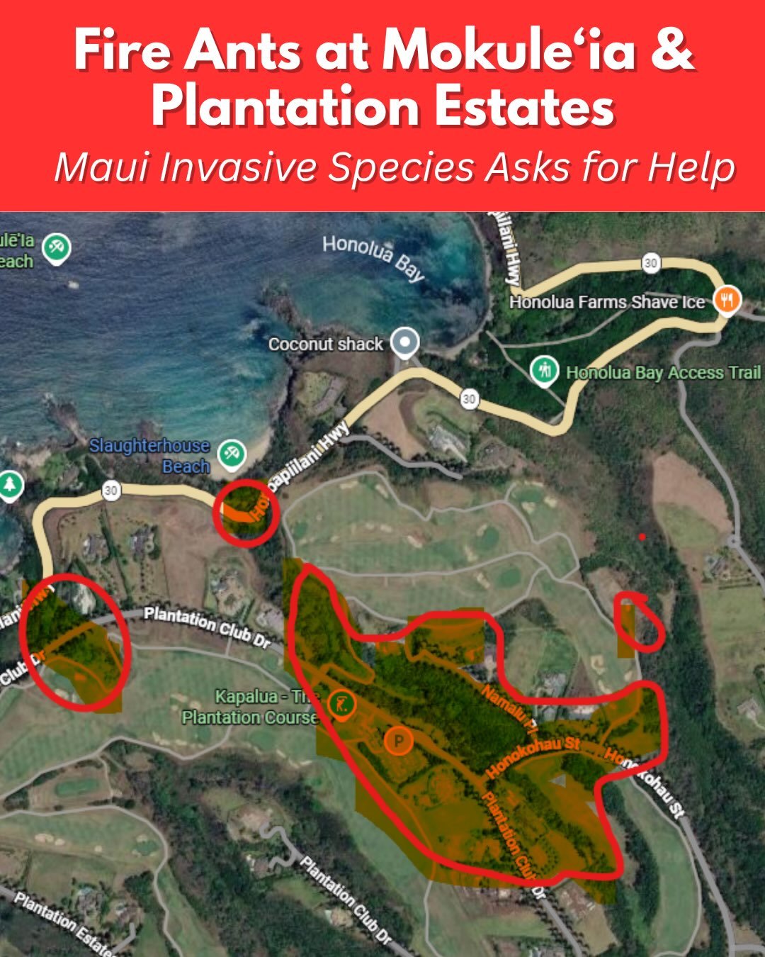 Fire ant infestations have been found across roughly 40 acres in the Plantation Golf Course, Plantation Estates, and Mokule&rsquo;ia bay.  Surveys are being conducted in surrounding areas including Kapalua Golf Course, surrounding roadsides, Honoapii