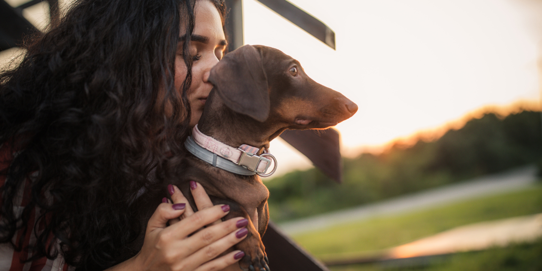 Animal advocate caring for dogs at a rescue shelter