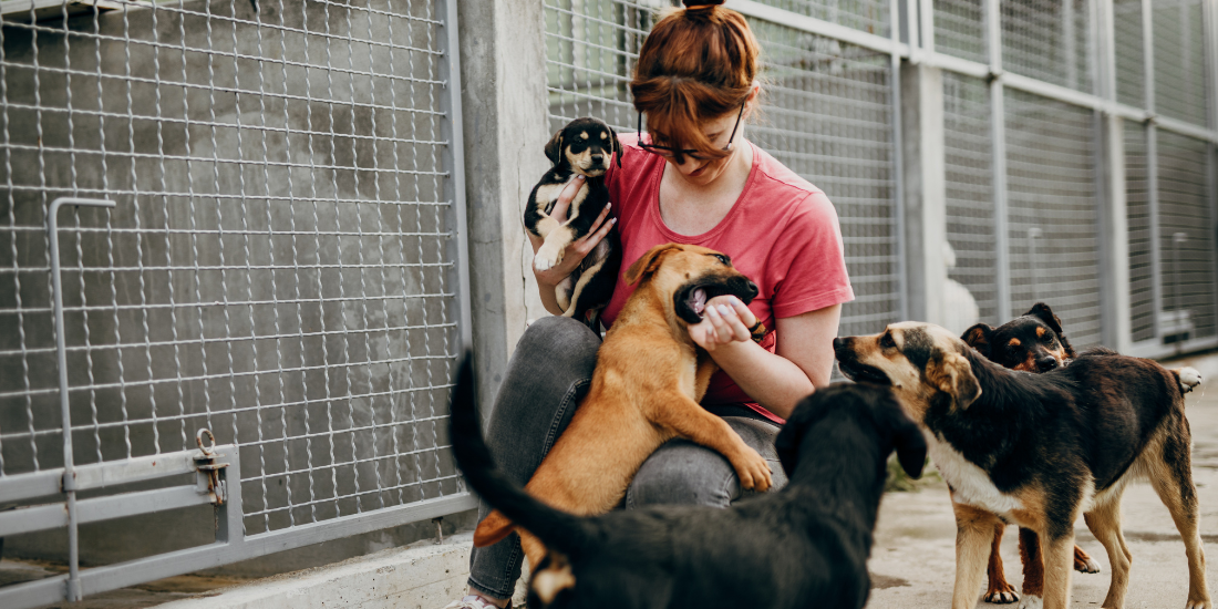 Animal advocate caring for dogs at an animal rescue facility