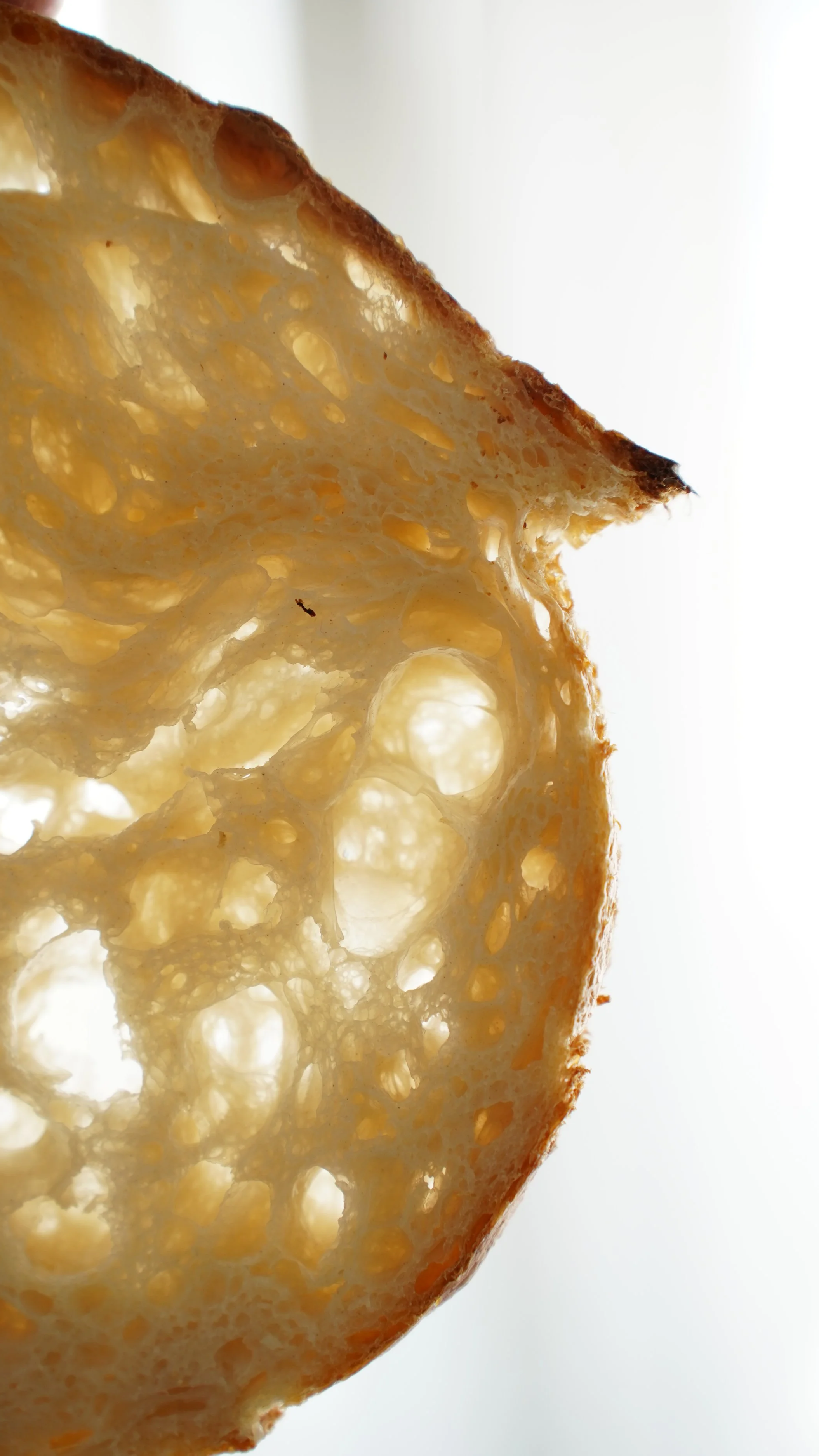 Close-up of a honeycomb slice with light shining through the holes, showing its spongy texture and golden color.