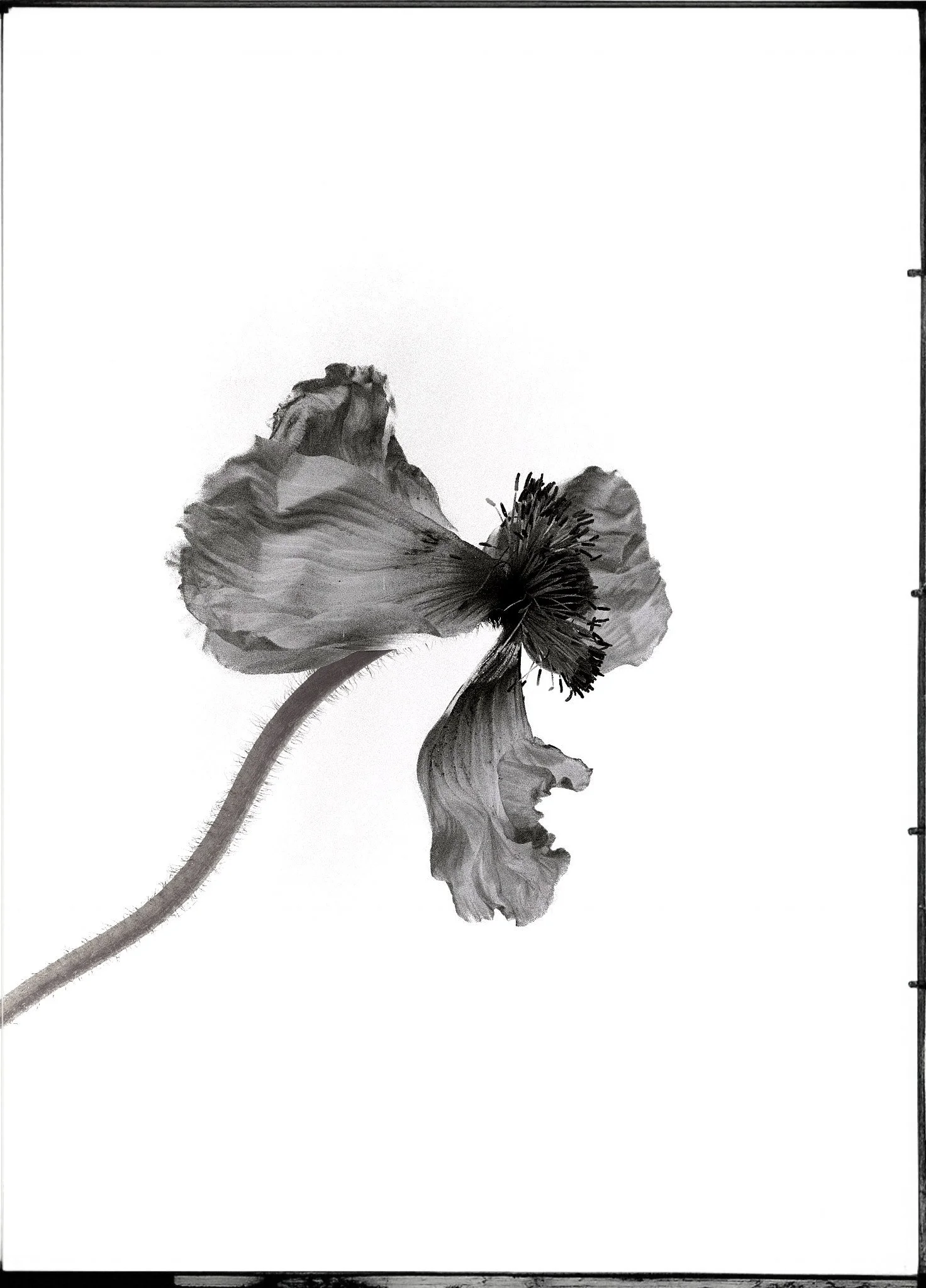 Black and white watercolor painting of a poppy flower with a curved stem and delicate petals.