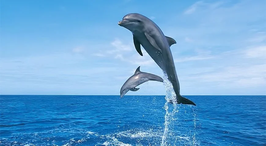 Dolphins.webp