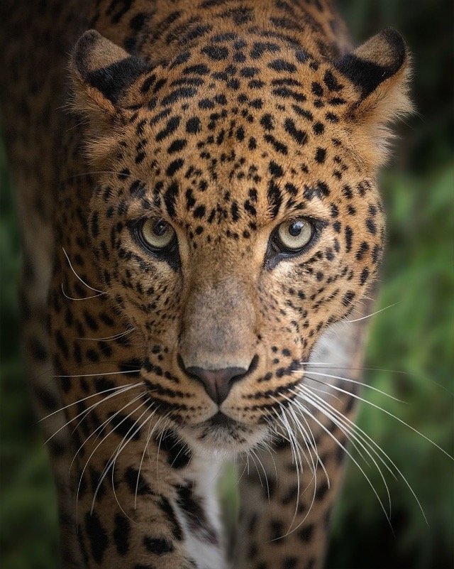 Close-up of a jaguar with piercing eyes and distinctive black rosette spots on its golden fur.
