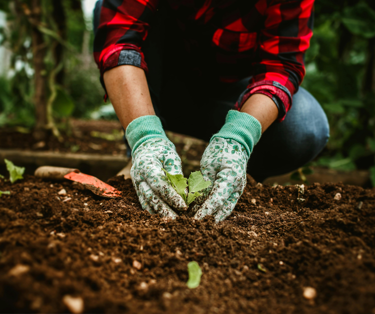 Planting.webp