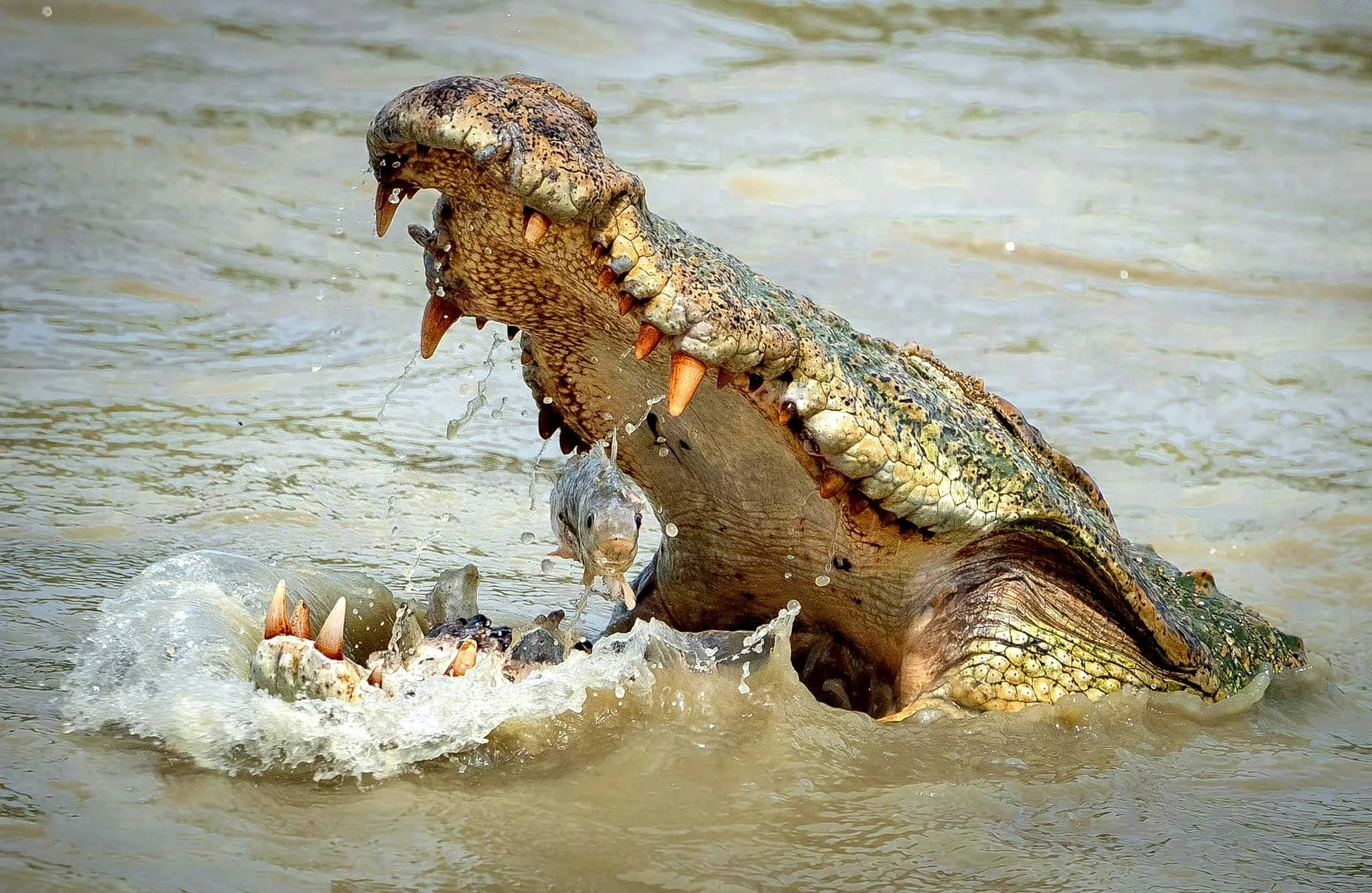 A large crocodile attacking a smaller animal in muddy water.