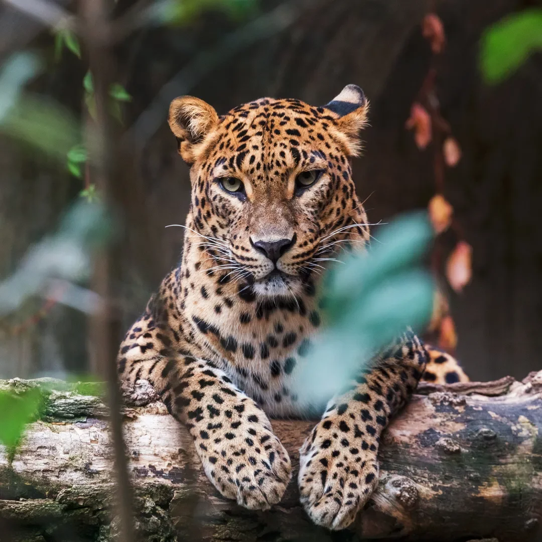 65541425-0de2-4ee0-9fb9-74b37c1ea4f8_Leapords (1).webp