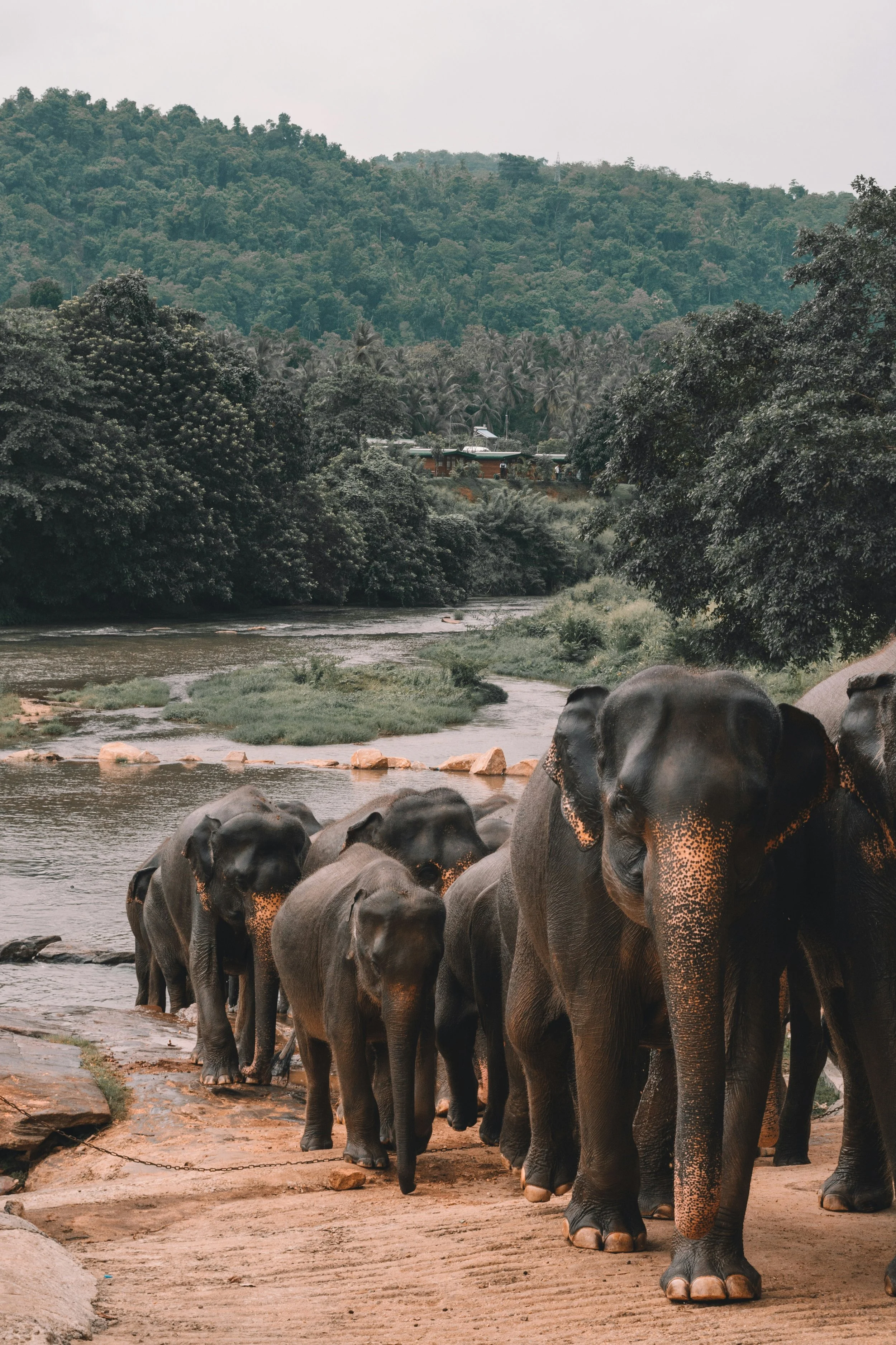 Group of elephants crossing a riverbank with lush green forest and mountains in the background.
