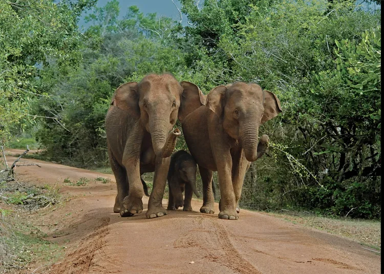 Elephant Family Yala.webp