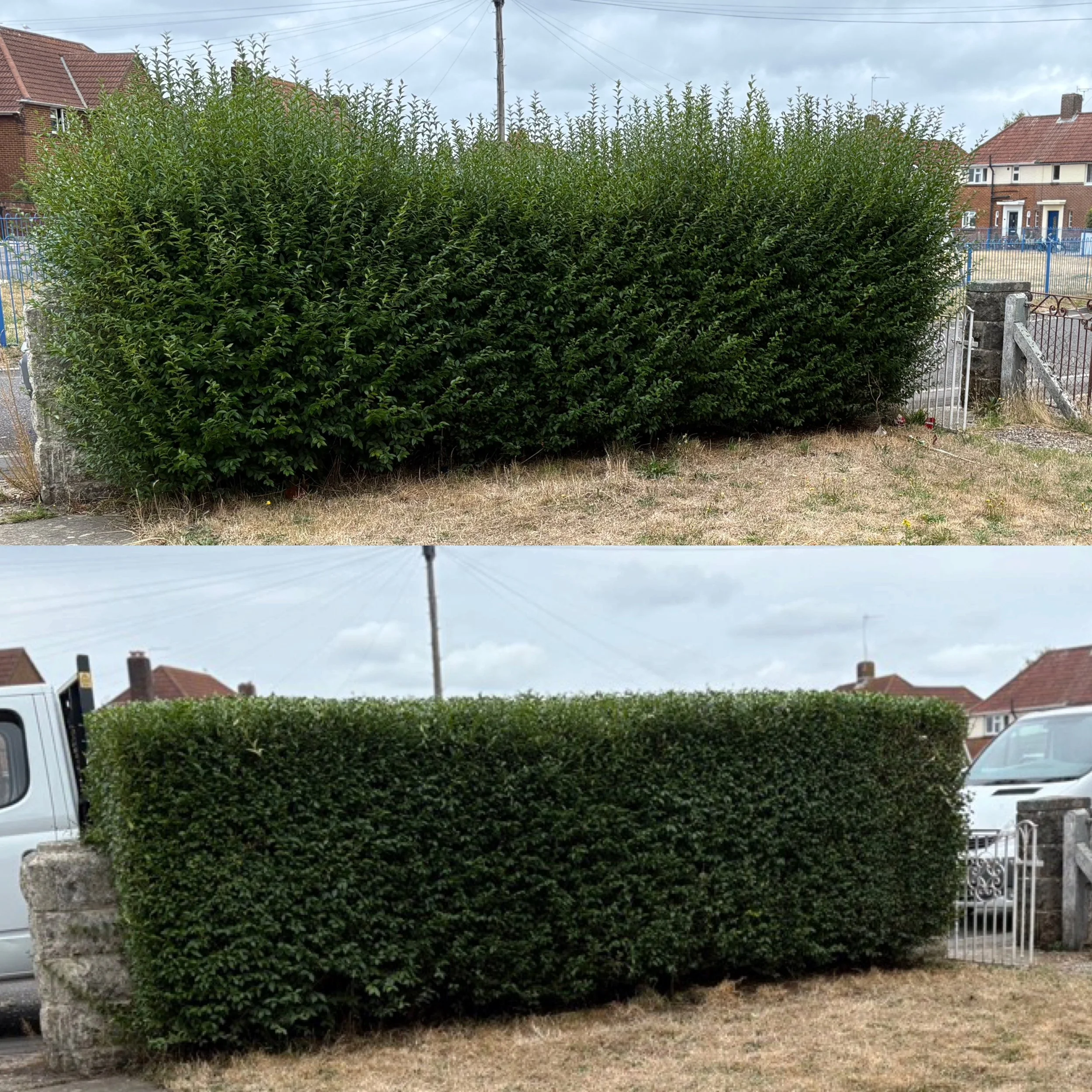 Comparison of two bushes, the top bush is taller and more overgrown while the bottom bush is neatly trimmed.