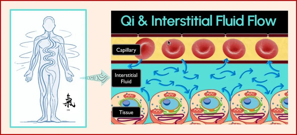 Stuck tissues flow poorly. Western fascial fluid flow and Eastern Qi seem to be equivalent. The rate and direction of fluid flow vary around the body.