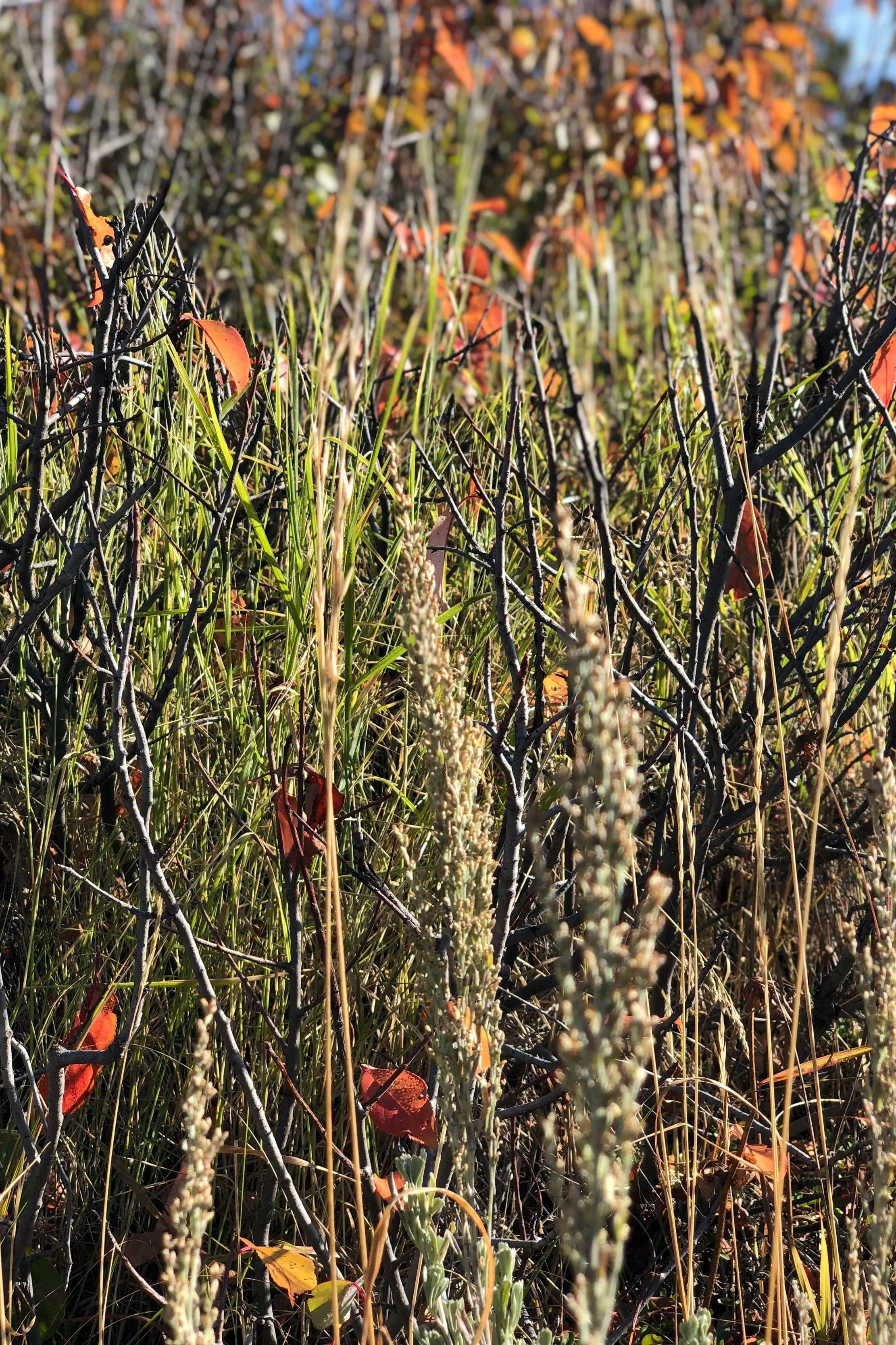 Cultivate Being Kinesiology and Bodywork Photo of Grasses