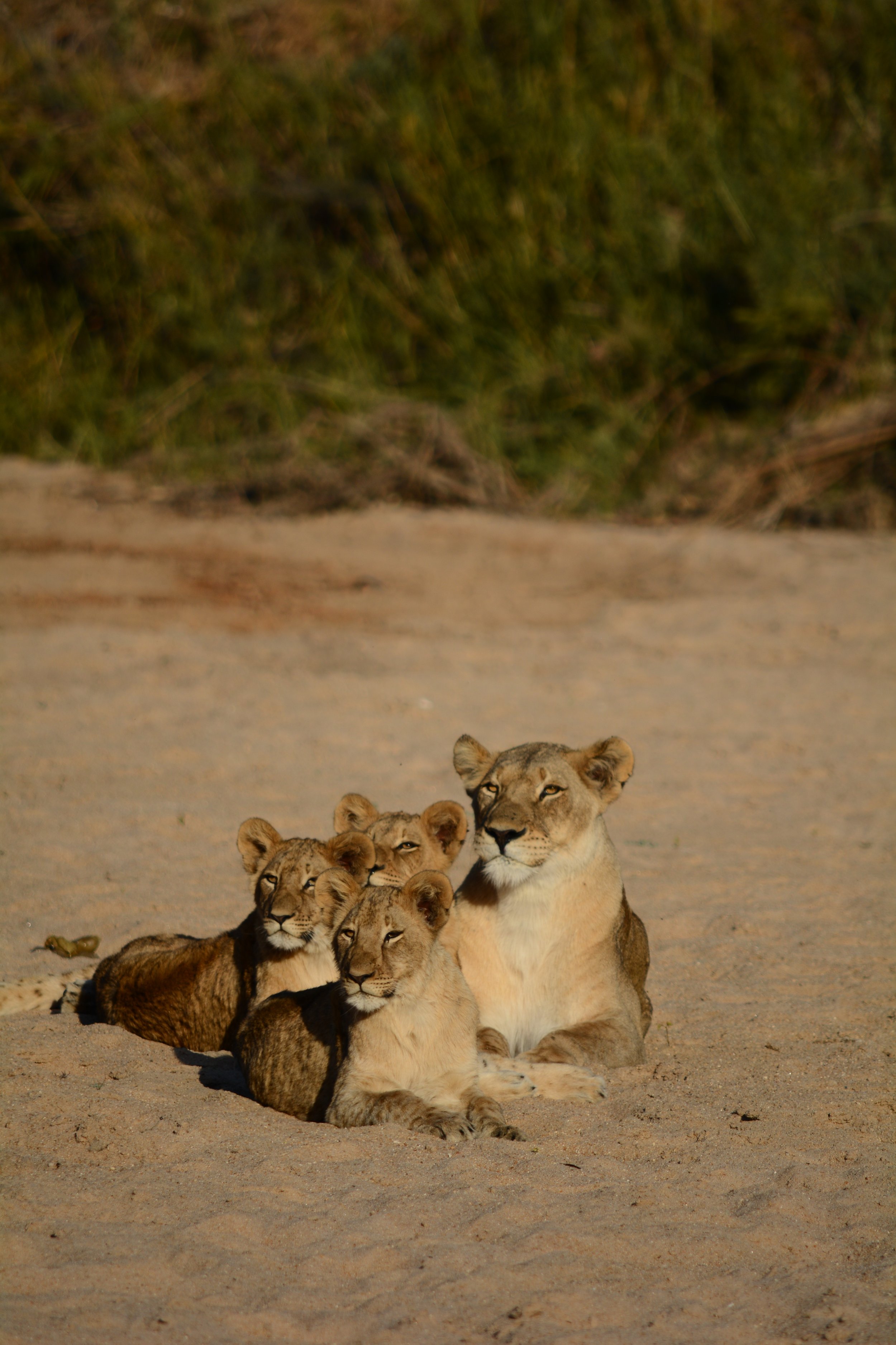 Une lionne avec ses lionceaux allongés sur le sol sablonneux en plein air.